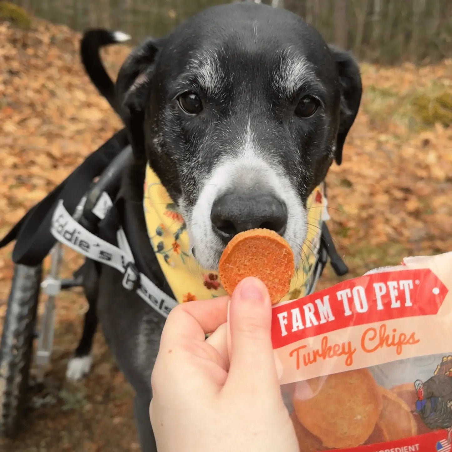 Turkey Chips Snack Pack Bundles | Low Allergen Treats for Training - Farm To Pet - Flyclothing LLC