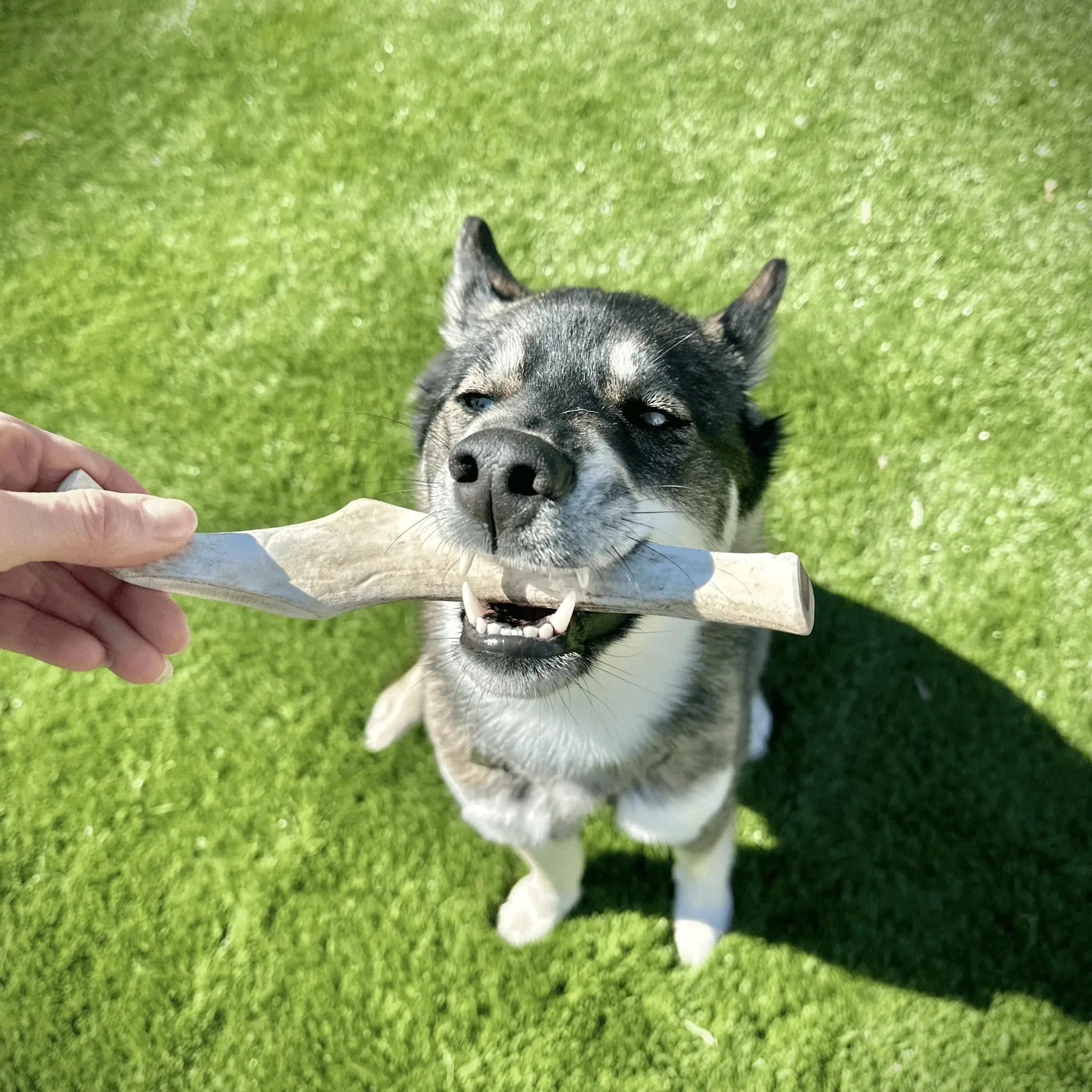 Reindeer Antler Dog Chews | Organic Chews for Dogs - Farm To Pet - Flyclothing LLC