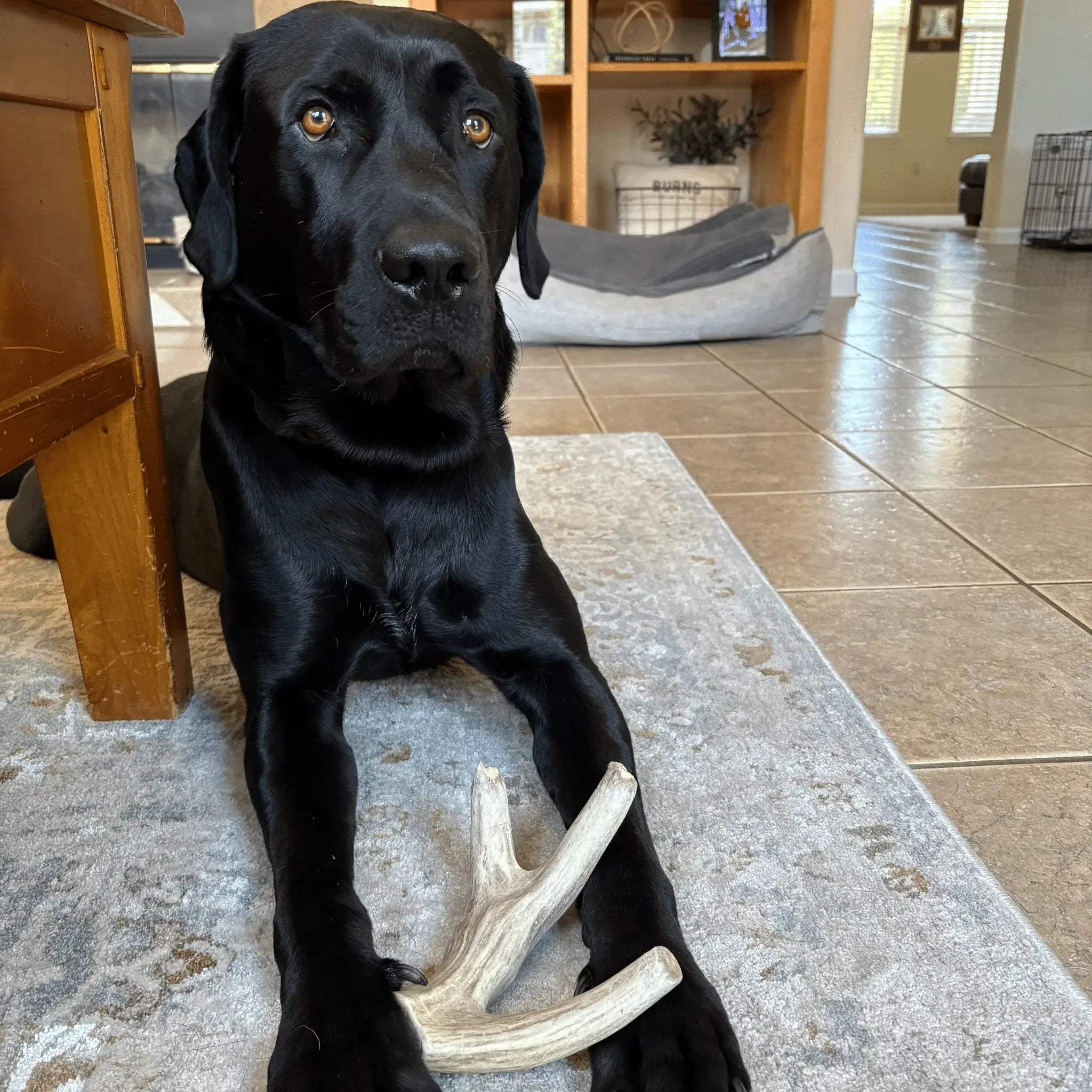 Deer Antler Dog Chews | Organic Chews for Dogs - Farm To Pet - Flyclothing LLC