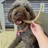 Deer Antler Dog Chews | Organic Chews for Dogs - Farm To Pet - Flyclothing LLC