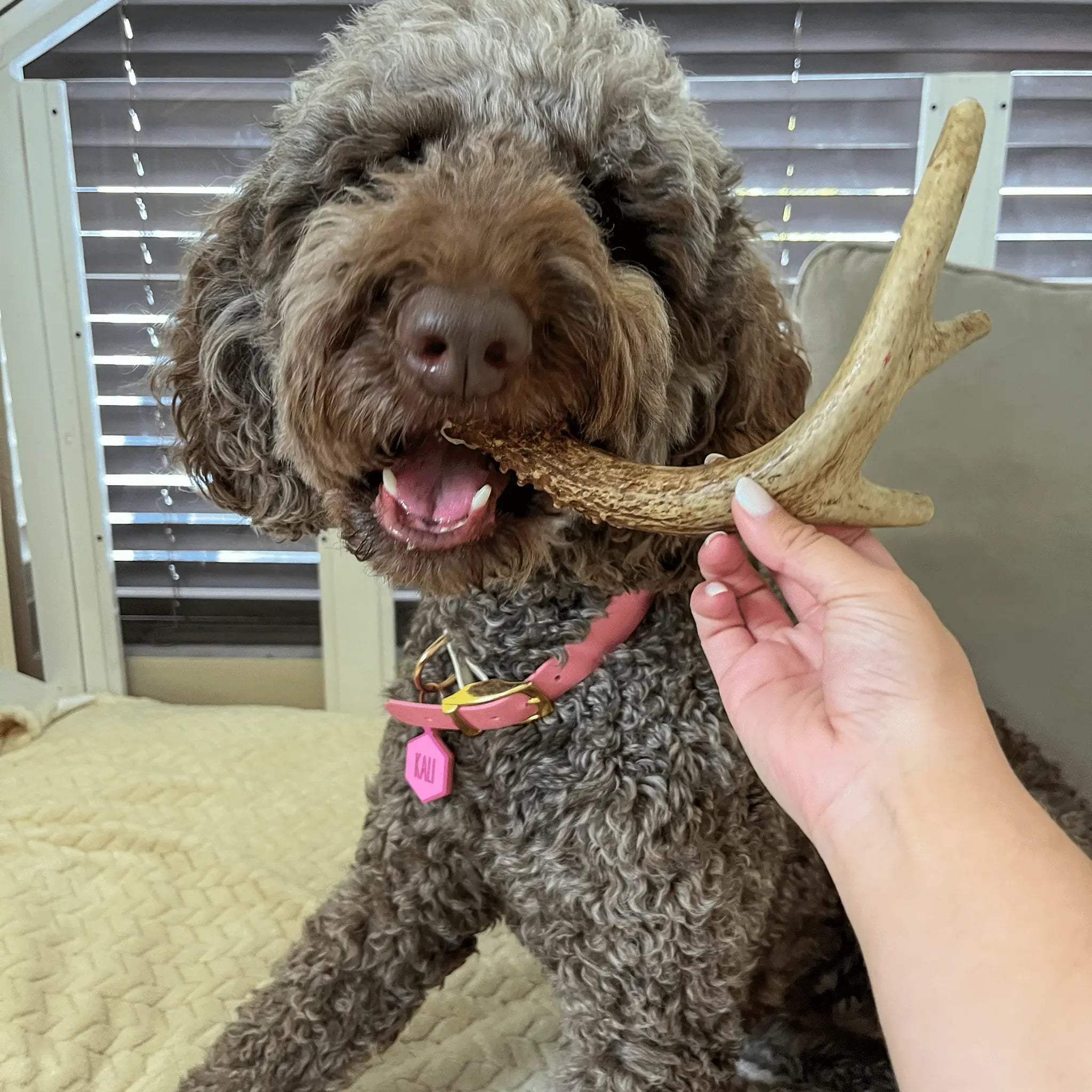 Deer Antler Dog Chews | Organic Chews for Dogs - Farm To Pet - Flyclothing LLC