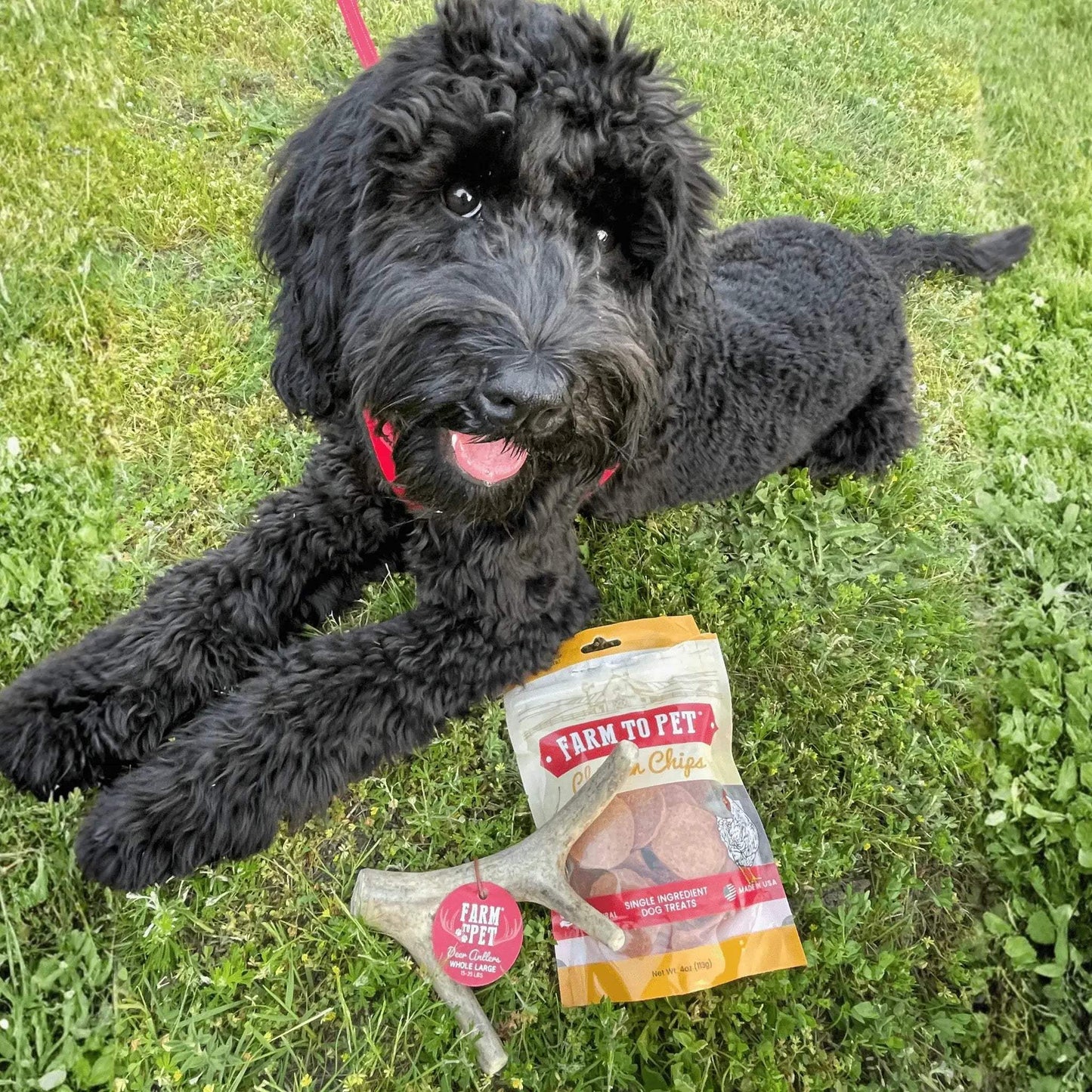 Deer Antler Dog Chews | Organic Chews for Dogs - Farm To Pet - Flyclothing LLC