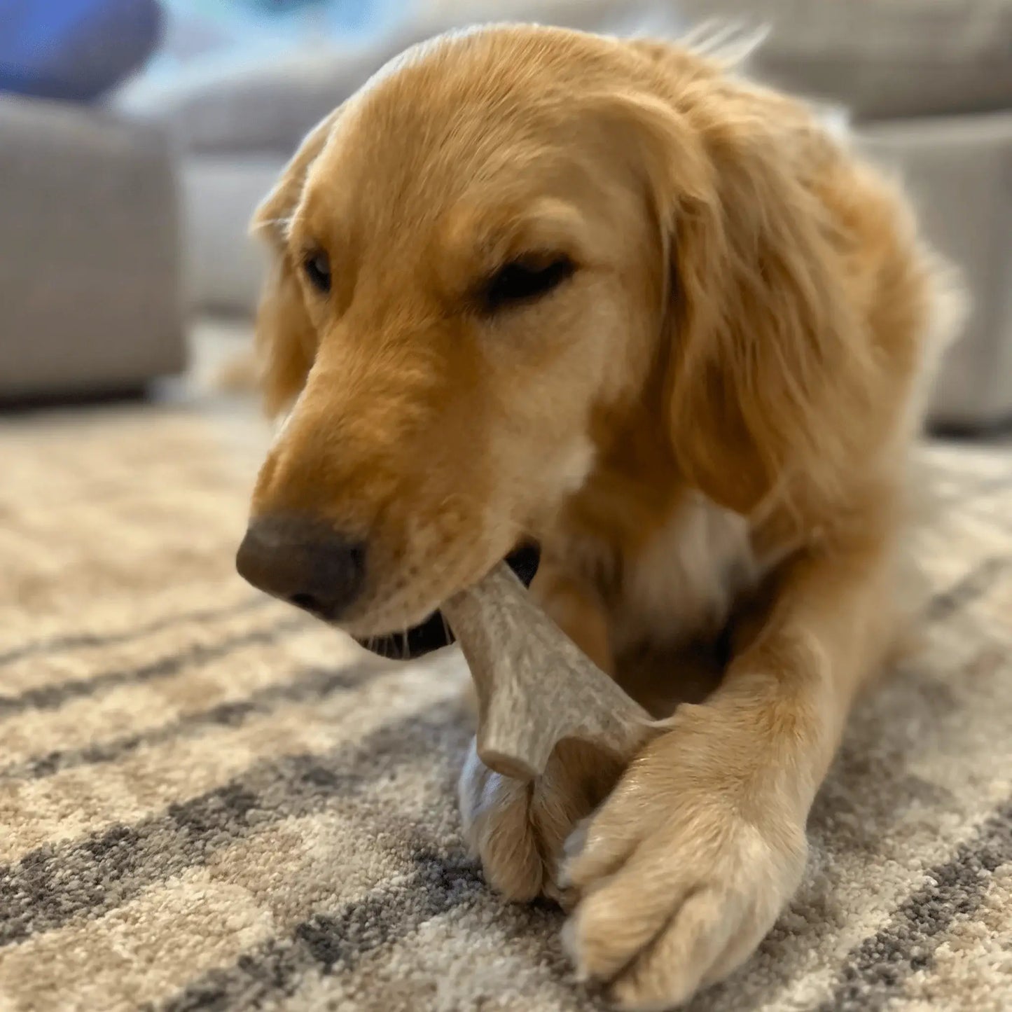 Deer Antler Dog Chews | Organic Chews for Dogs - Farm To Pet - Flyclothing LLC