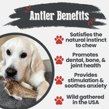 Elk Antler Dog Chews | All-Natural Whole and Split Elk Antler Chews for Dogs - Farm To Pet - Flyclothing LLC