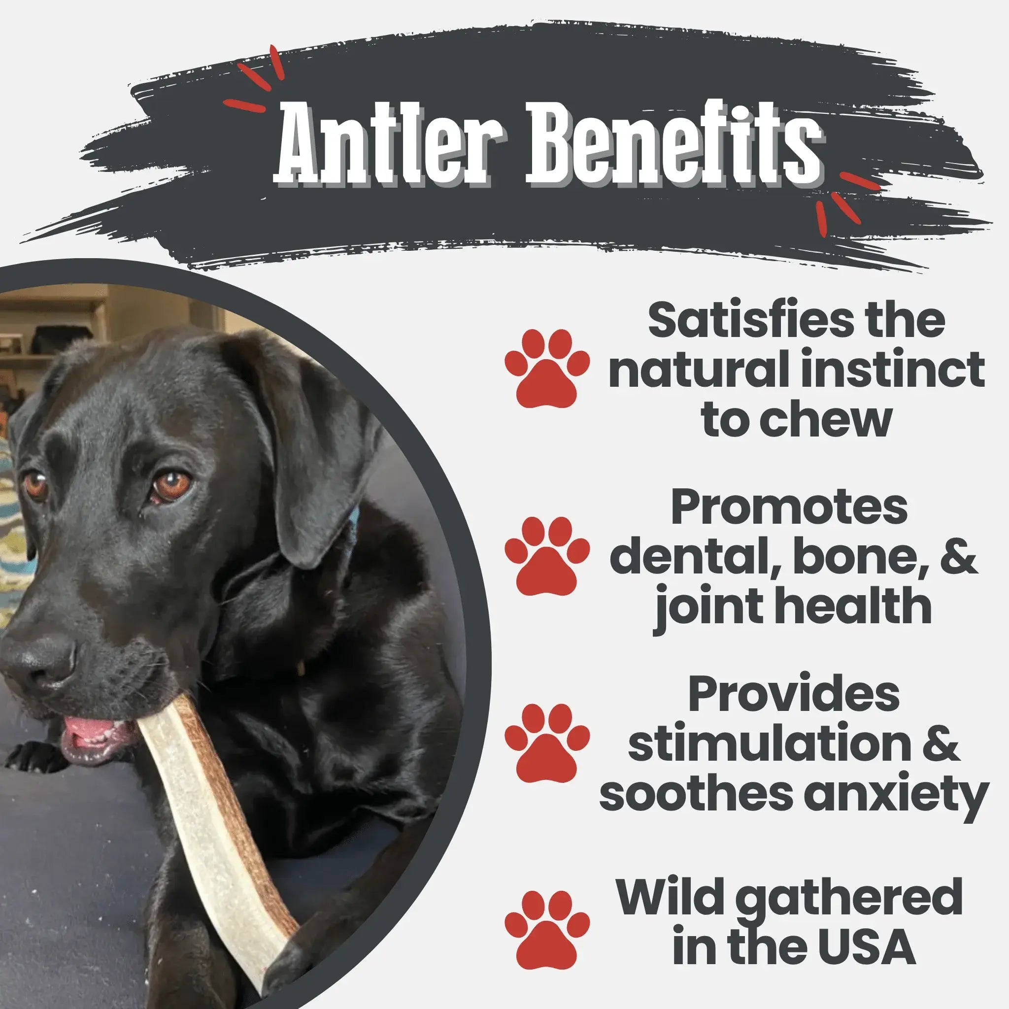 Elk Antler Dog Chews | All-Natural Whole and Split Elk Antler Chews for Dogs - Farm To Pet - Flyclothing LLC