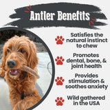 Elk Antler Dog Chews | All-Natural Whole and Split Elk Antler Chews for Dogs - Farm To Pet - Flyclothing LLC