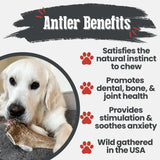 Elk Antler Dog Chews | All-Natural Whole and Split Elk Antler Chews for Dogs - Farm To Pet - Flyclothing LLC