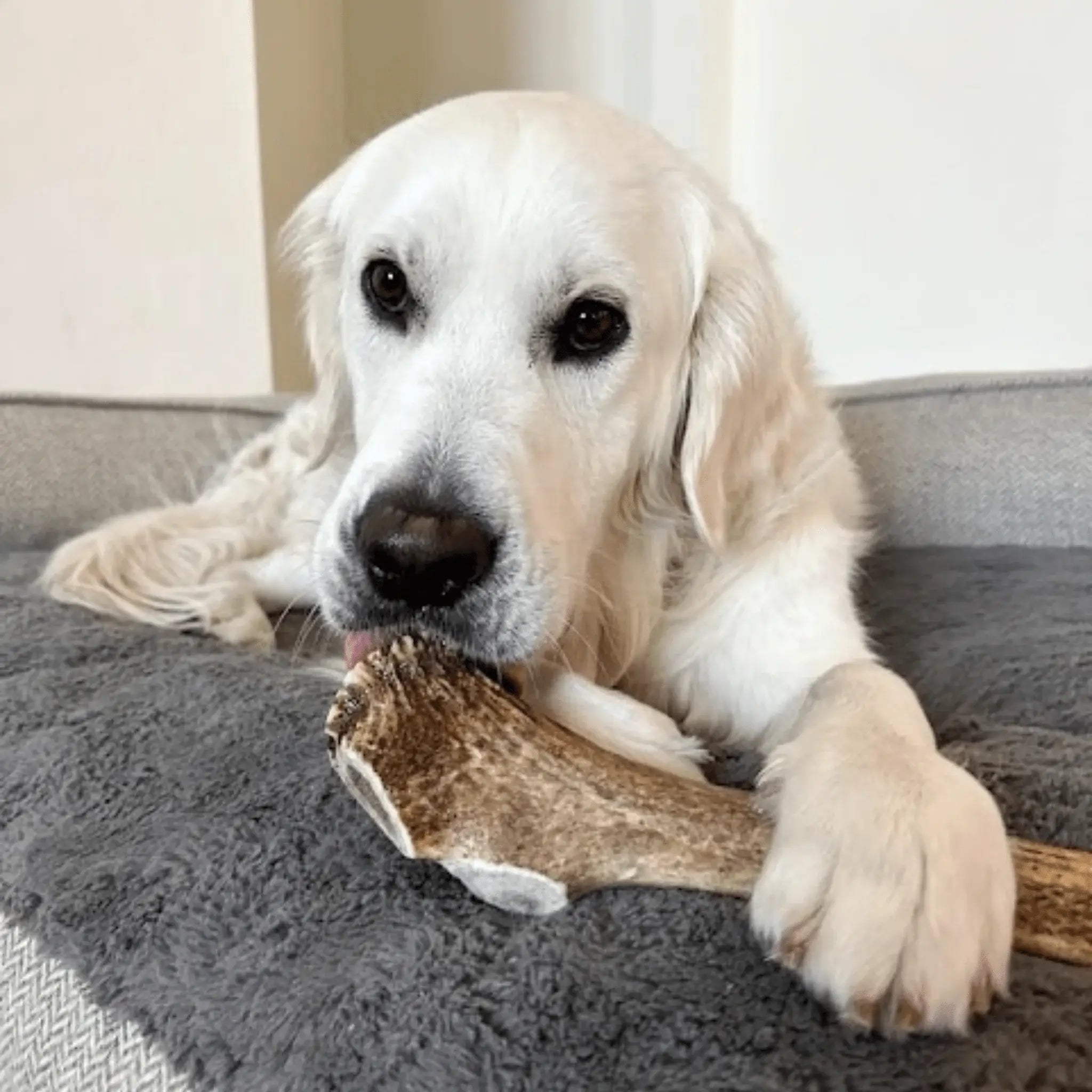 Elk Antler Dog Chews | All-Natural Whole and Split Elk Antler Chews for Dogs - Farm To Pet - Flyclothing LLC