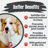 Elk Antler Dog Chews | All-Natural Whole and Split Elk Antler Chews for Dogs - Farm To Pet - Flyclothing LLC