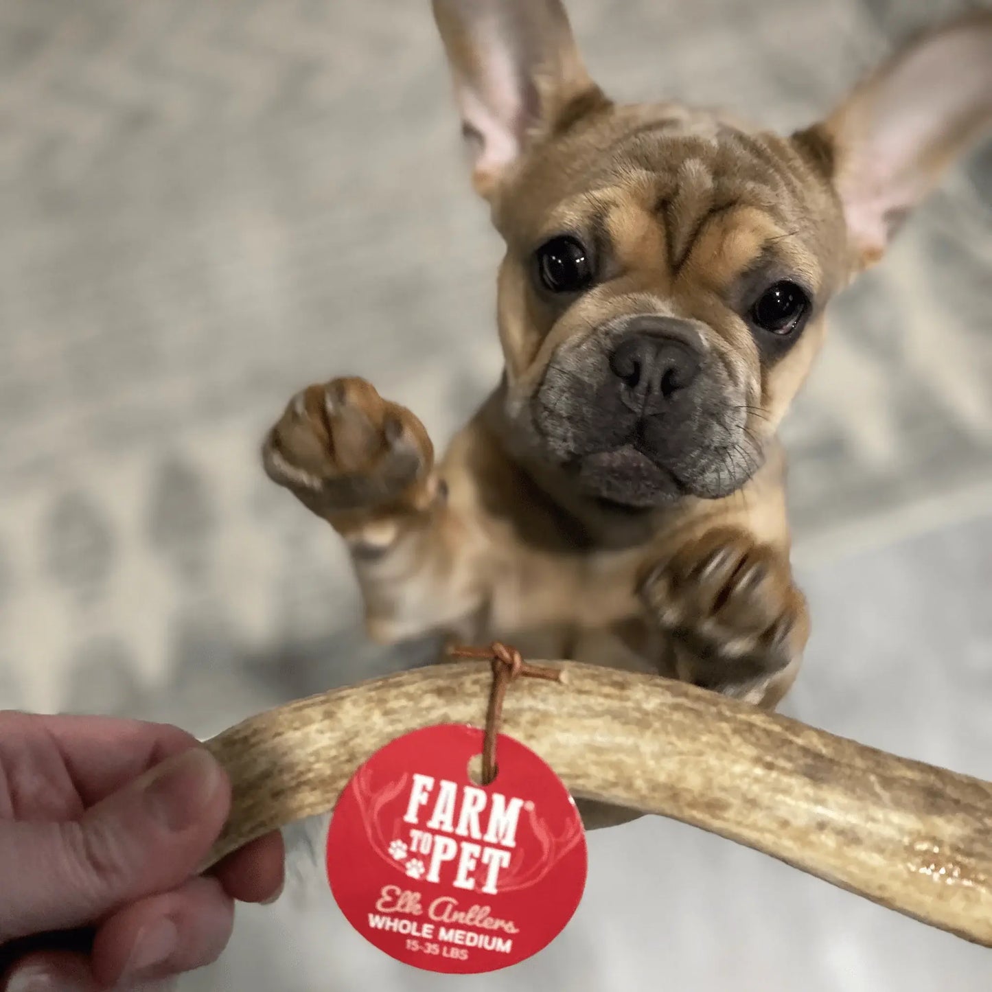 Elk Antler Dog Chews | All-Natural Whole and Split Elk Antler Chews for Dogs - Farm To Pet - Flyclothing LLC