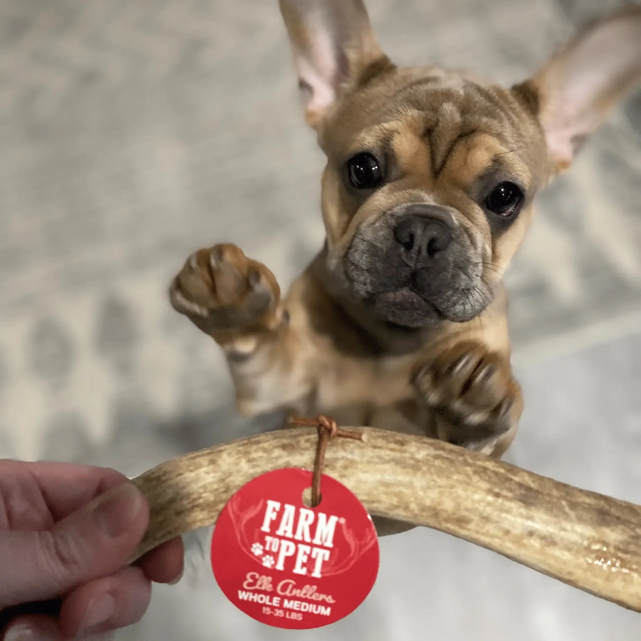 Elk Antler Dog Chews | All-Natural Whole and Split Elk Antler Chews for Dogs - Farm To Pet - Flyclothing LLC