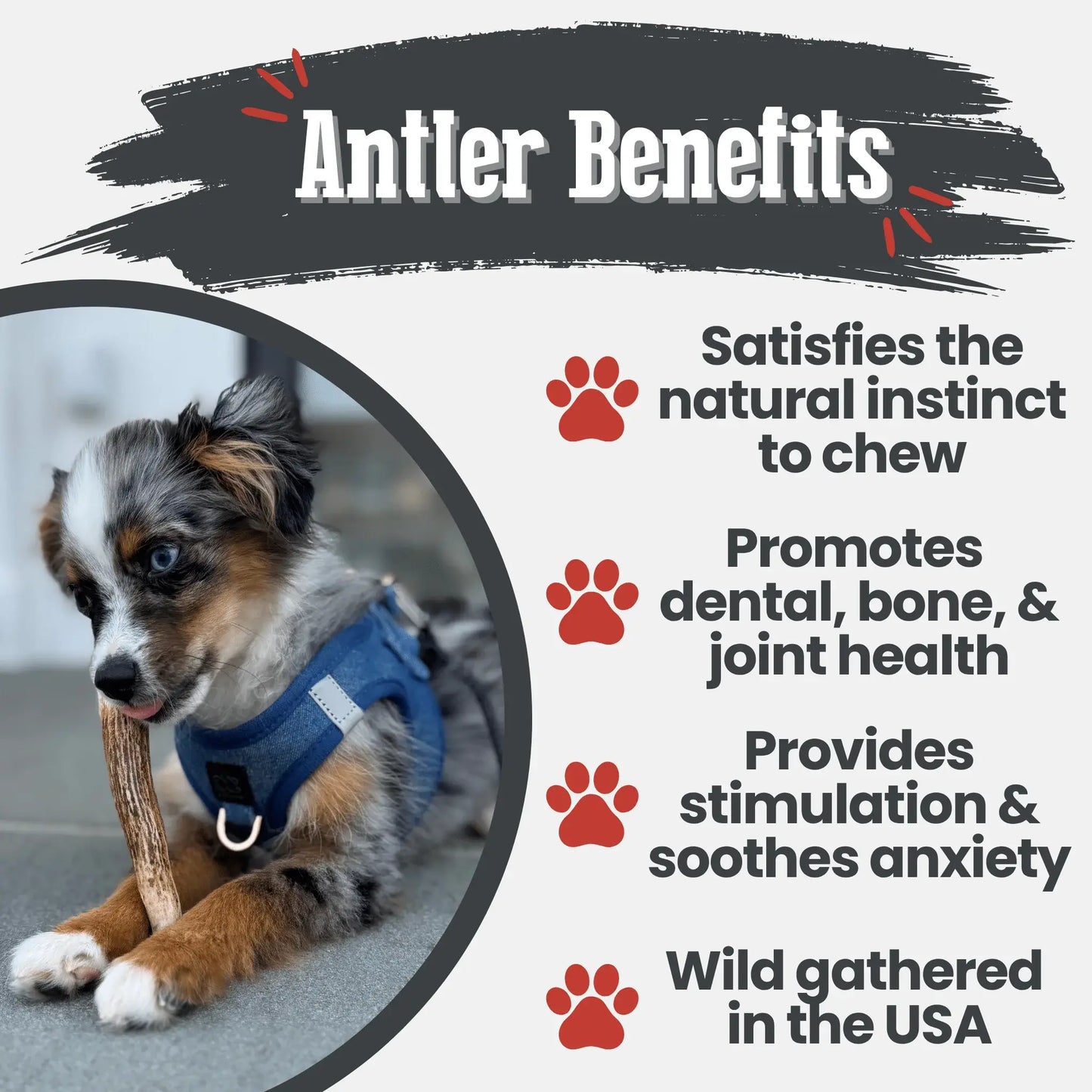 Elk Antler Dog Chews | All-Natural Whole and Split Elk Antler Chews for Dogs - Farm To Pet - Flyclothing LLC