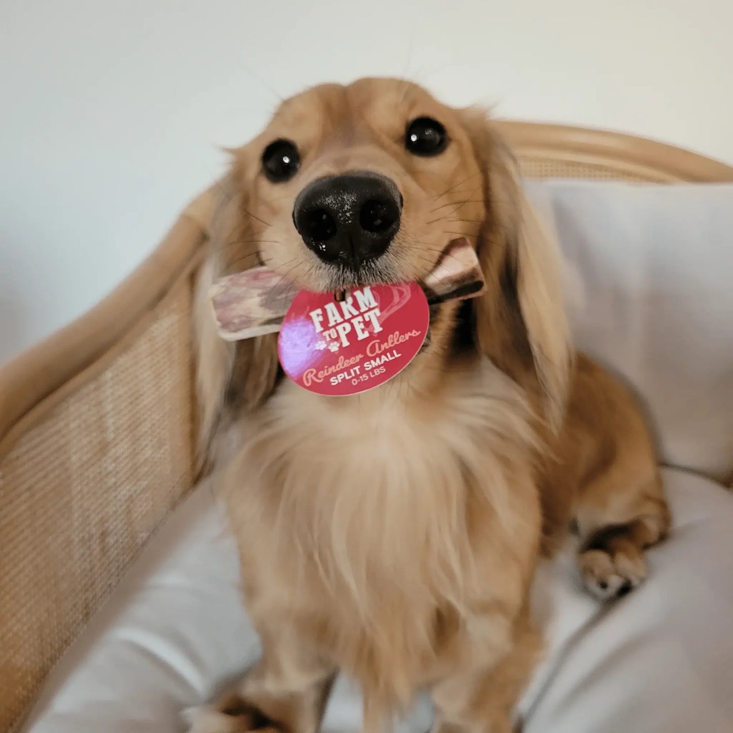 Reindeer Antler Dog Chews | Organic Chews for Dogs - Farm To Pet - Flyclothing LLC