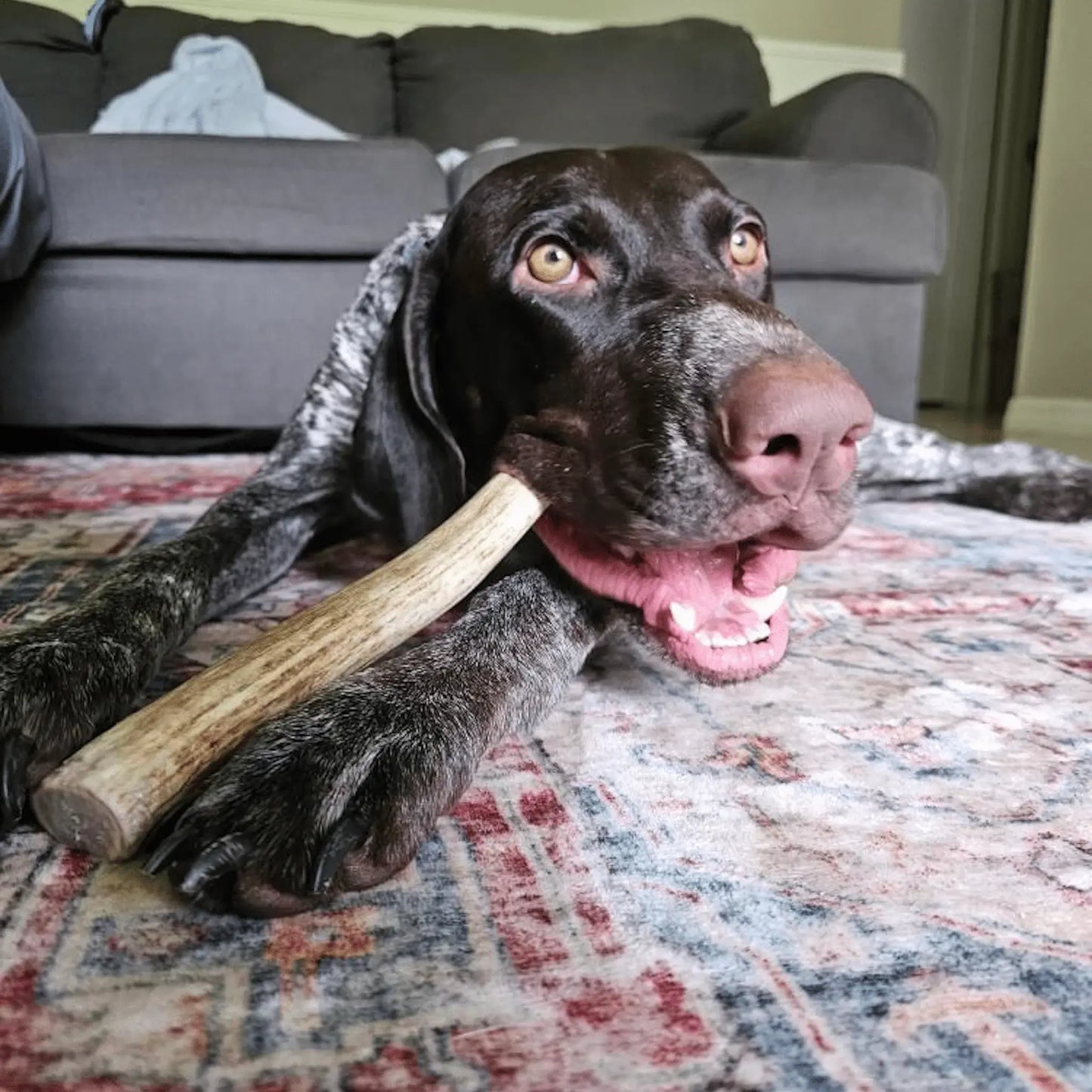 Reindeer Antler Dog Chews | Organic Chews for Dogs - Farm To Pet - Flyclothing LLC