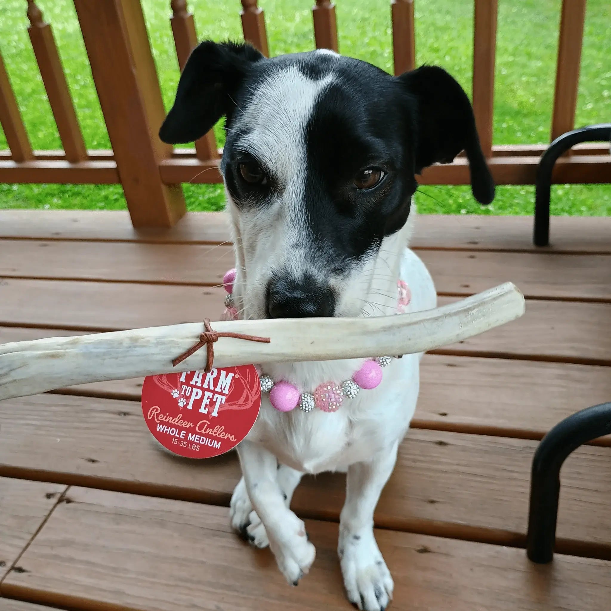 Reindeer Antler Dog Chews | Organic Chews for Dogs - Farm To Pet - Flyclothing LLC