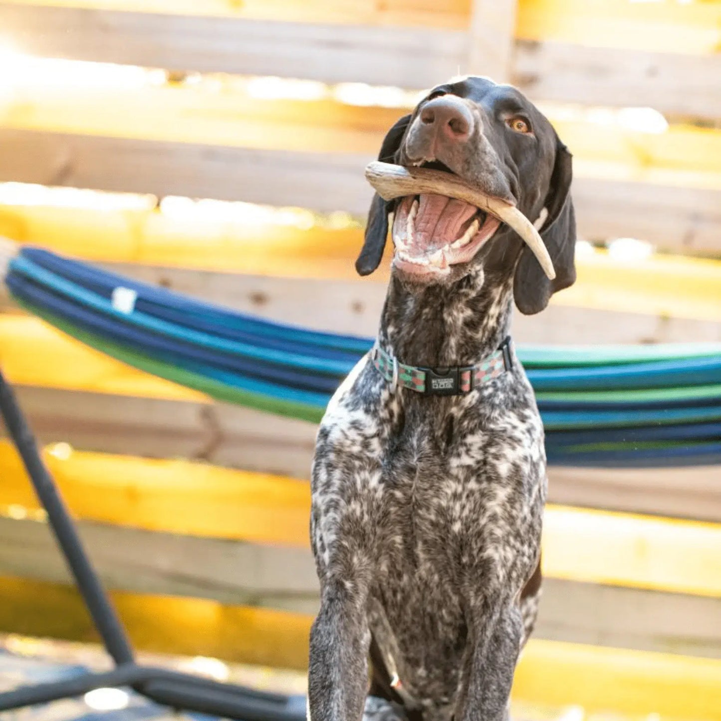 Reindeer Antler Dog Chews | Organic Chews for Dogs - Farm To Pet - Flyclothing LLC