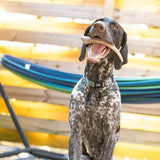 Reindeer Antler Dog Chews | Organic Chews for Dogs - Farm To Pet - Flyclothing LLC