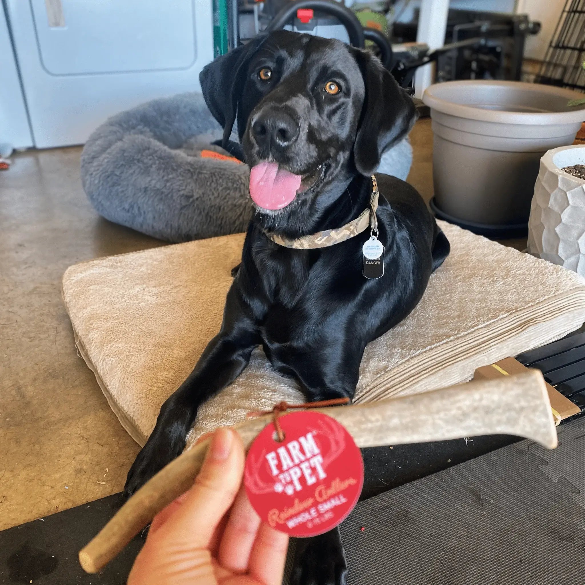 Reindeer Antler Dog Chews | Organic Chews for Dogs - Farm To Pet - Flyclothing LLC