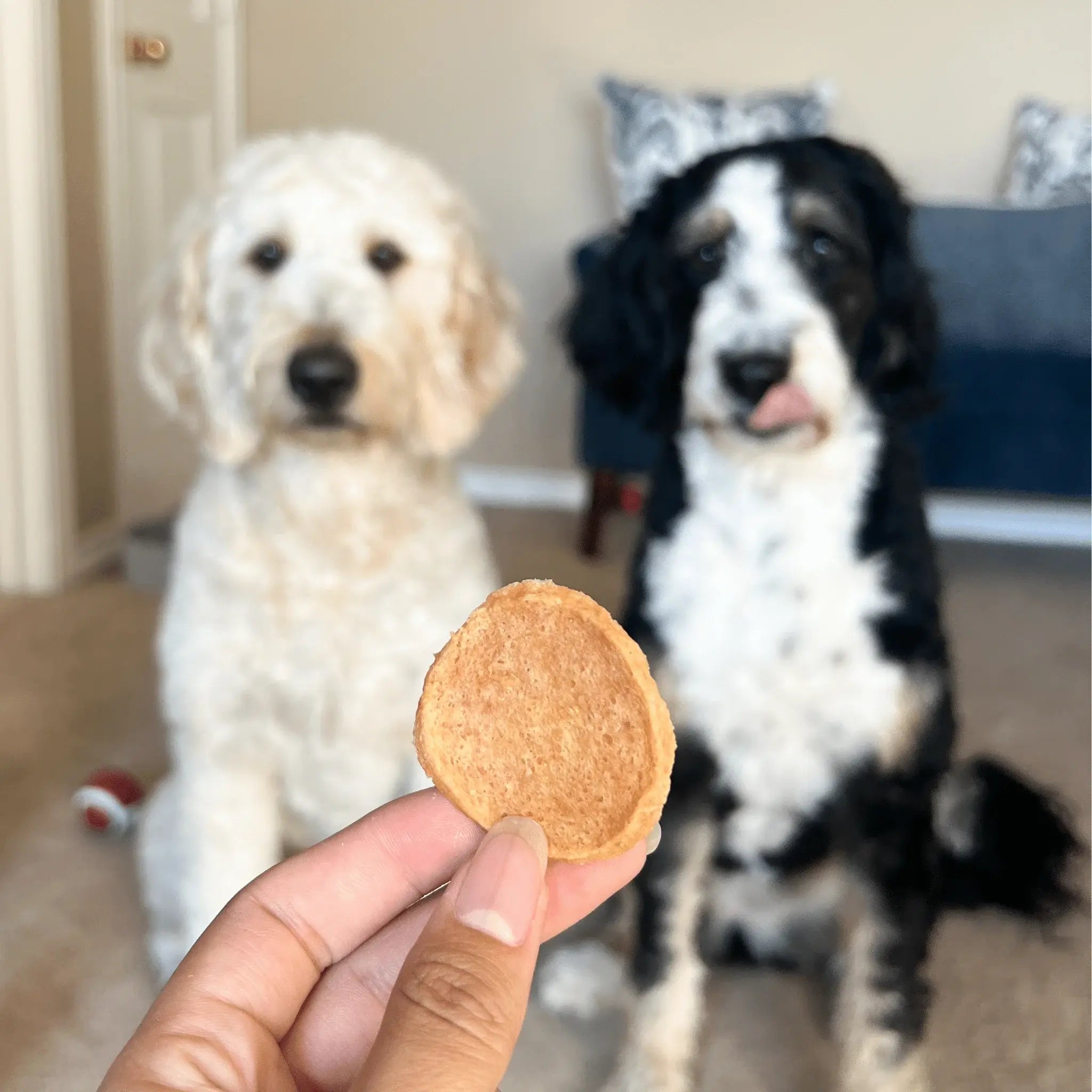 Chicken Chips for Dogs | All-Natural Single-Ingredient Dog Treats - Farm To Pet - Flyclothing LLC