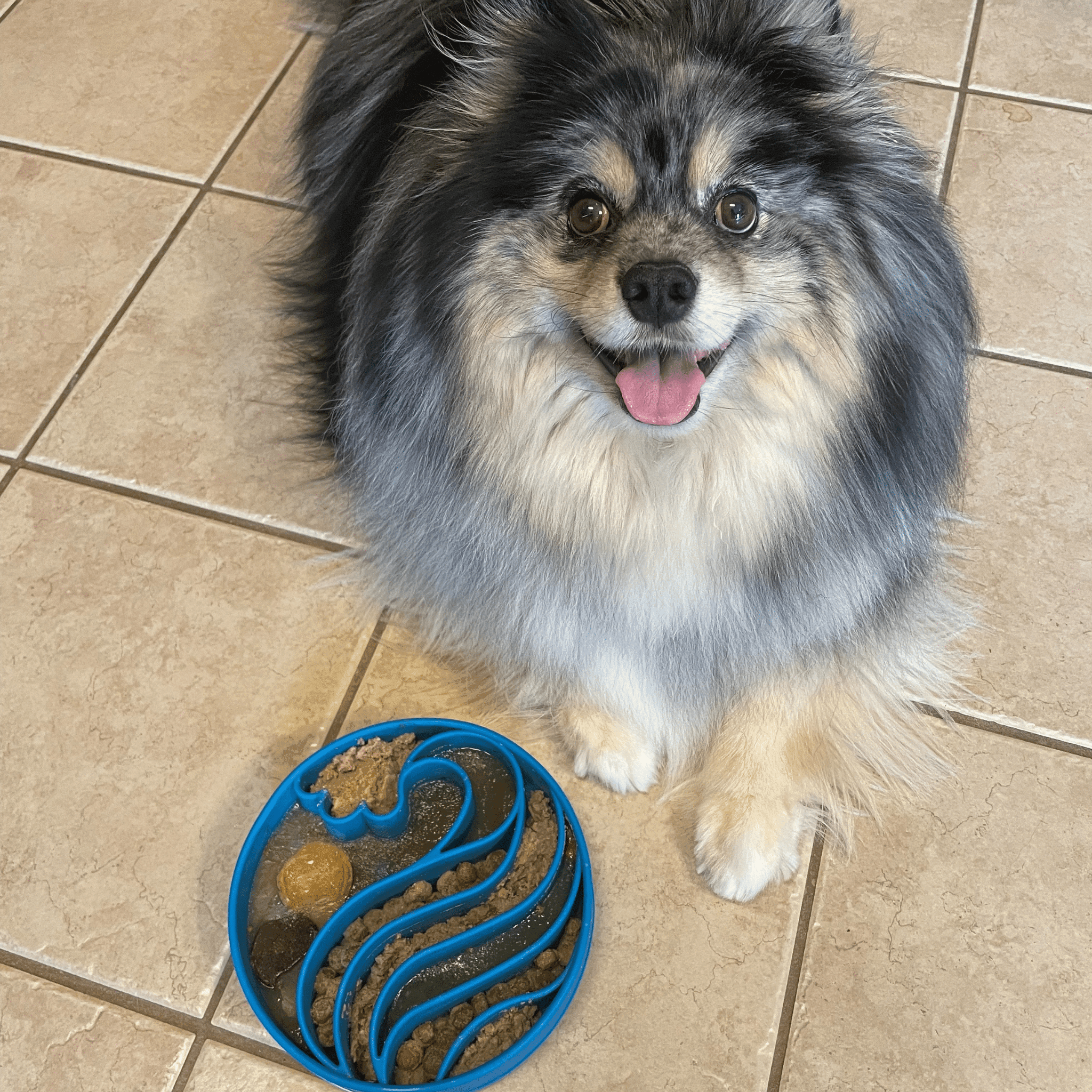 Slow Feeder Dog Bowls - Farm To Pet - Flyclothing LLC