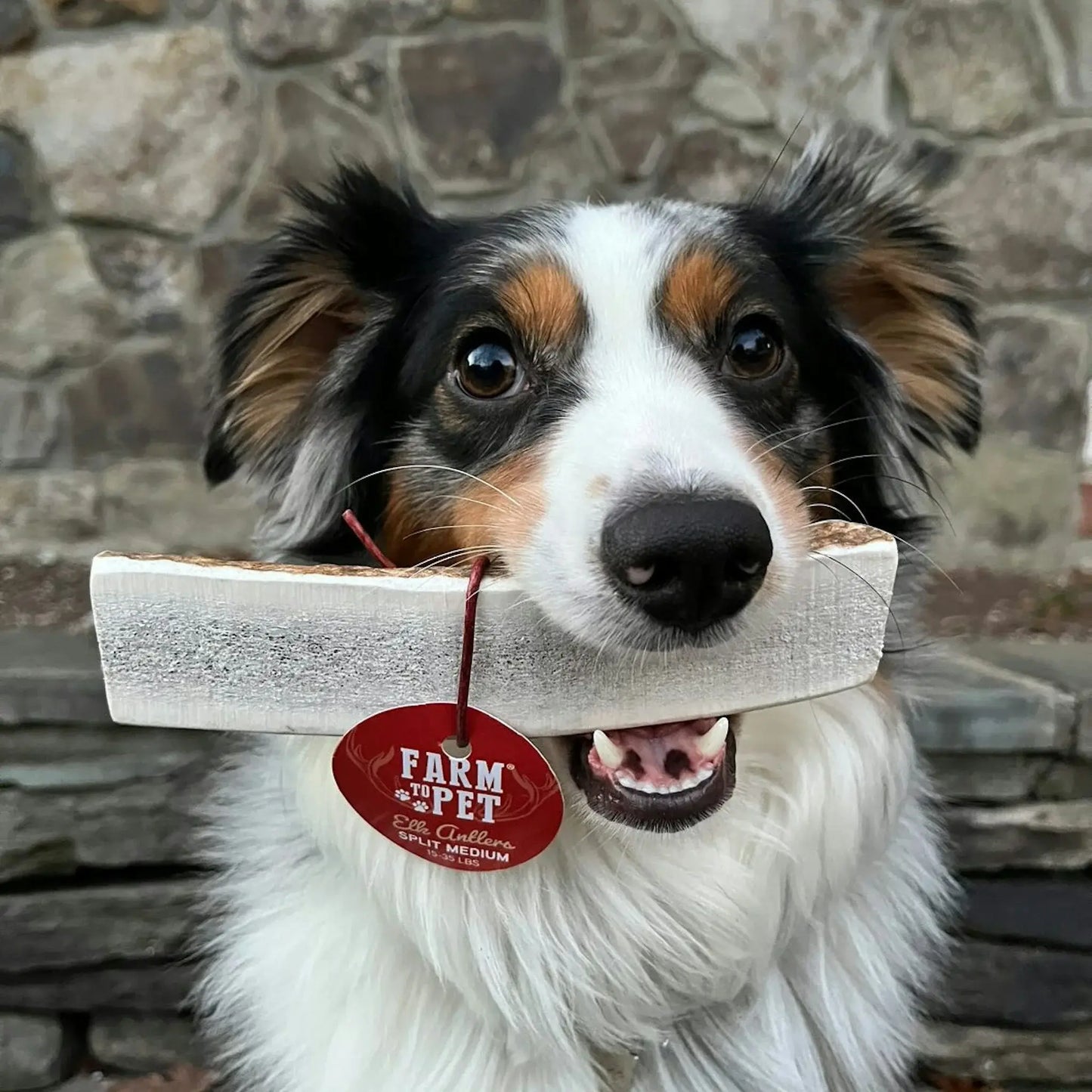 Elk Antler Dog Chews | All-Natural Whole and Split Elk Antler Chews for Dogs - Farm To Pet - Flyclothing LLC