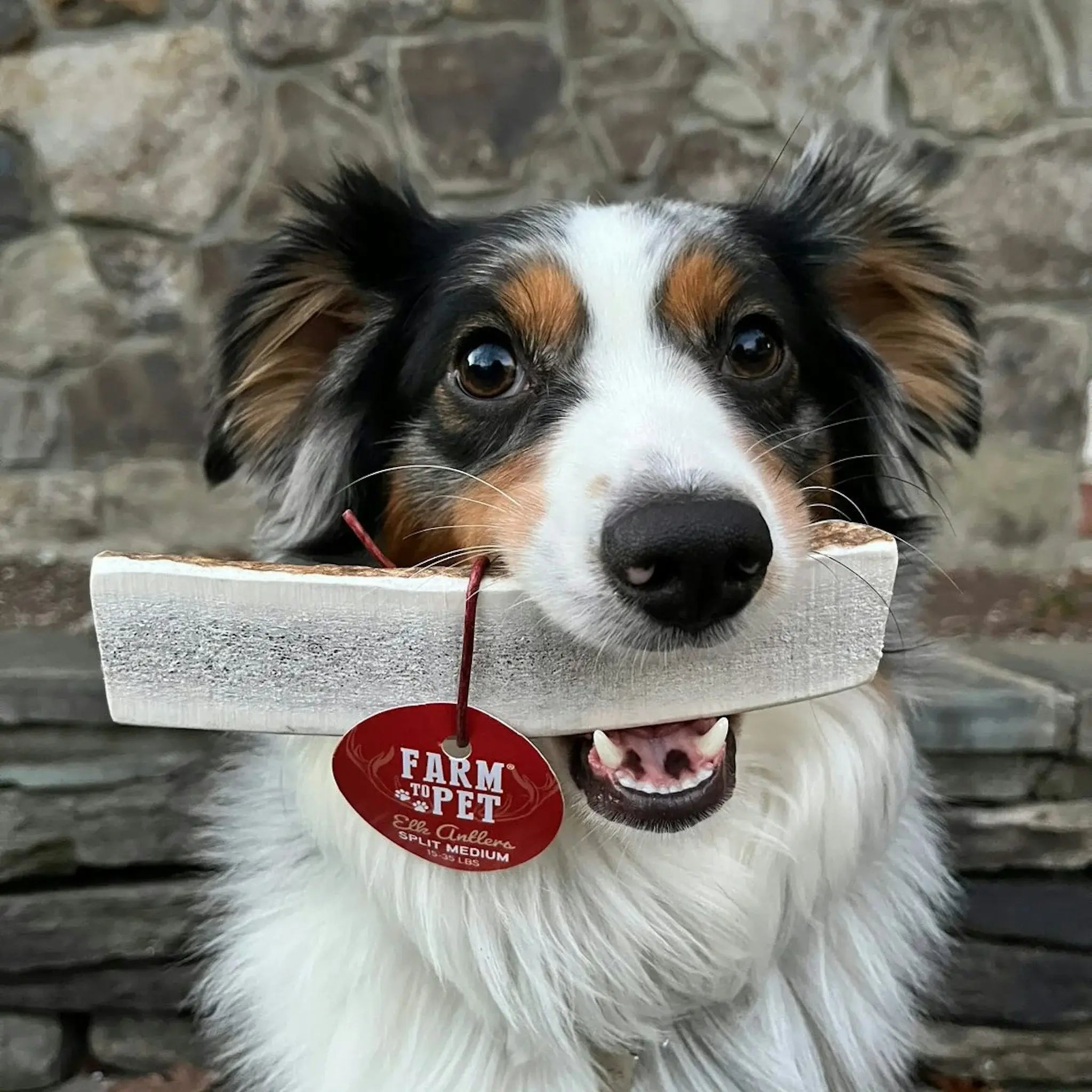 Elk Antler Dog Chews | All-Natural Whole and Split Elk Antler Chews for Dogs - Farm To Pet - Flyclothing LLC