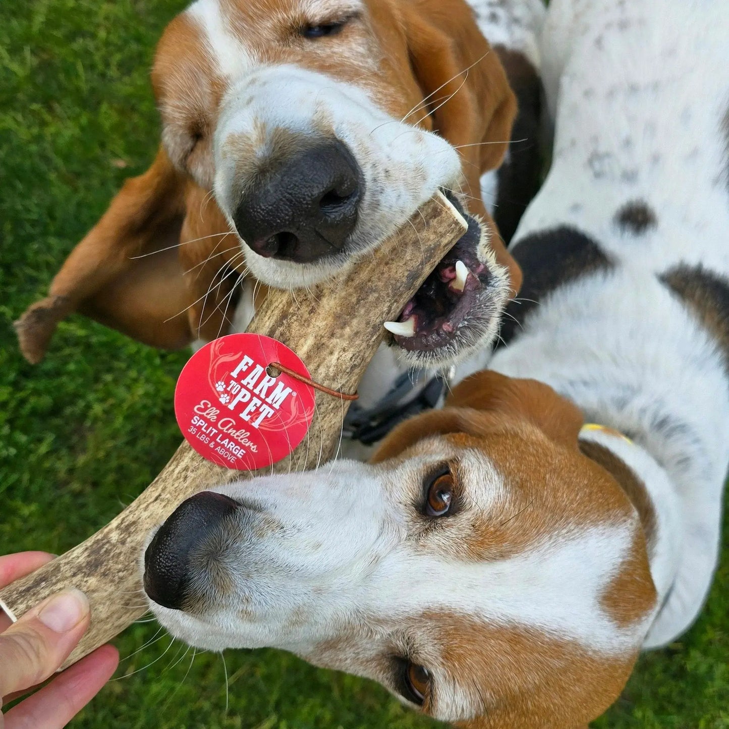 Elk Antler Dog Chews | All-Natural Whole and Split Elk Antler Chews for Dogs - Farm To Pet - Flyclothing LLC