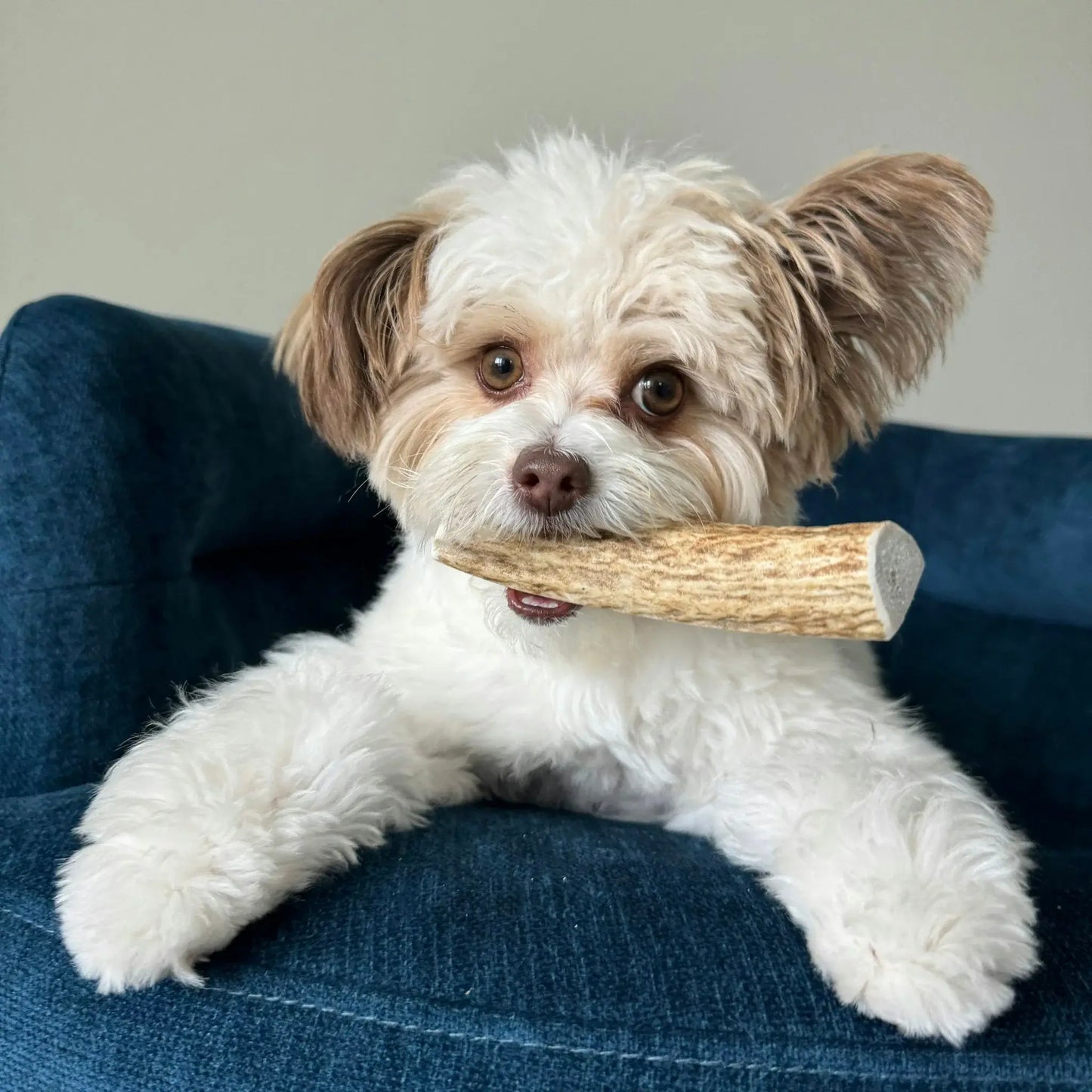 Elk Antler Dog Chews | All-Natural Whole and Split Elk Antler Chews for Dogs - Farm To Pet - Flyclothing LLC