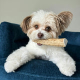 Elk Antler Dog Chews | All-Natural Whole and Split Elk Antler Chews for Dogs - Farm To Pet - Flyclothing LLC