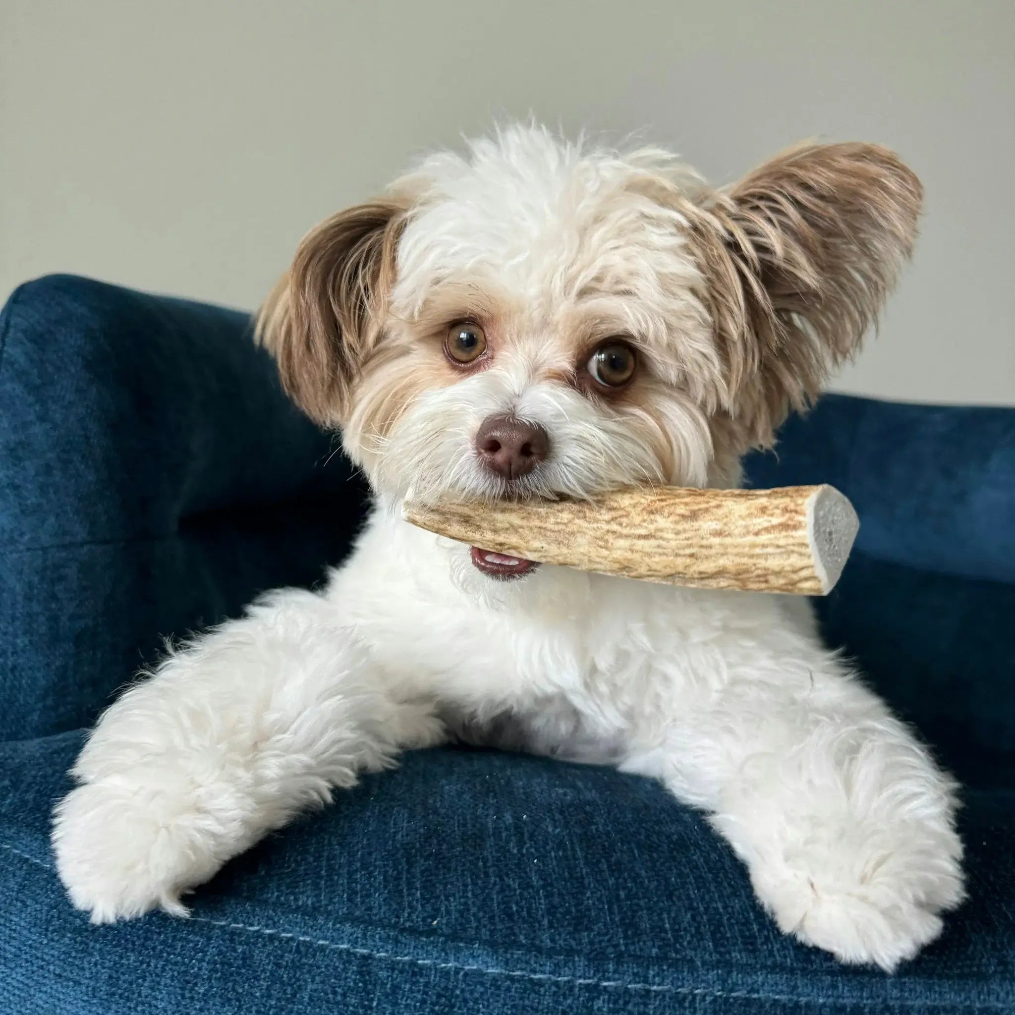 Elk Antler Dog Chews | All-Natural Whole and Split Elk Antler Chews for Dogs - Farm To Pet - Flyclothing LLC