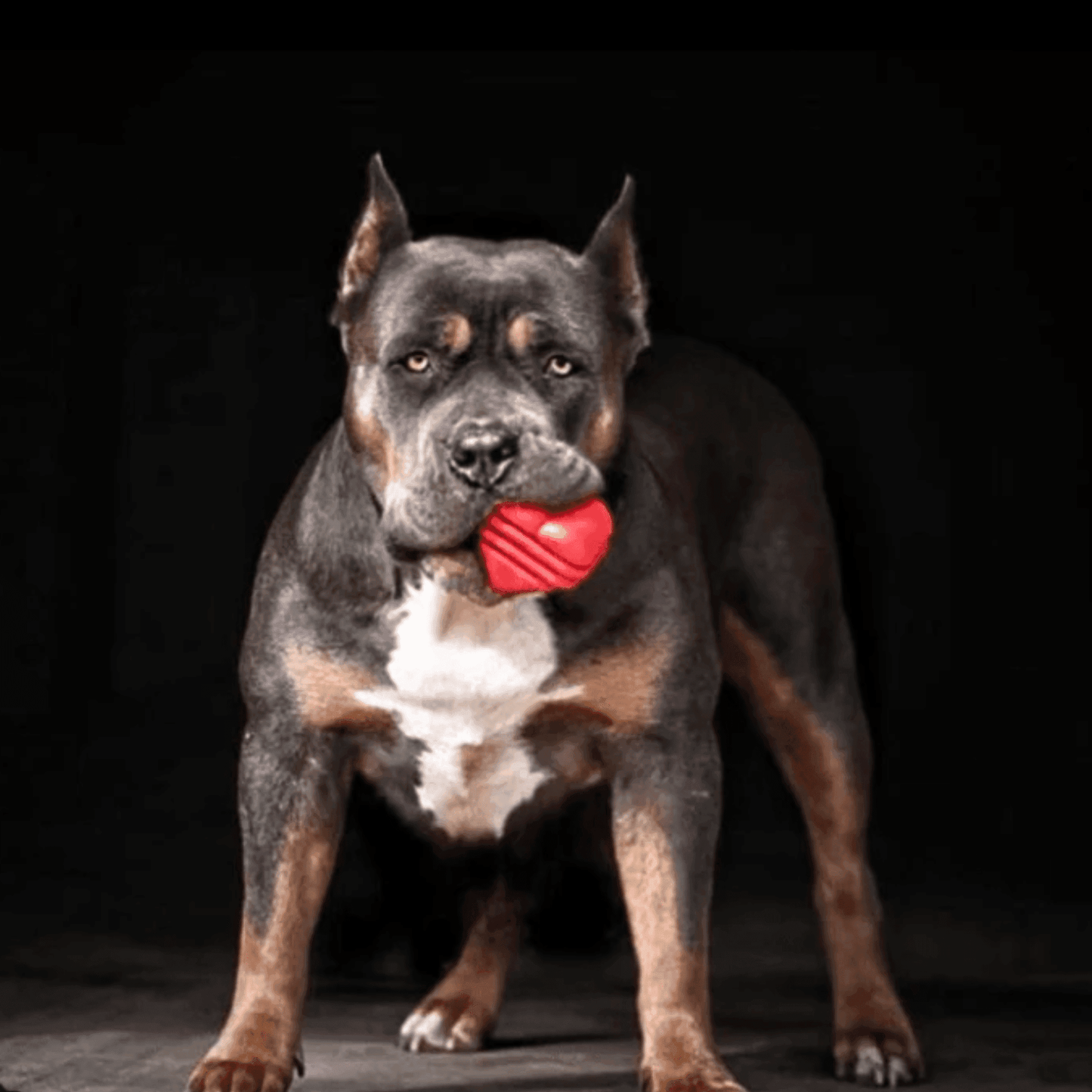 Chew Toys - Farm To Pet - Flyclothing LLC
