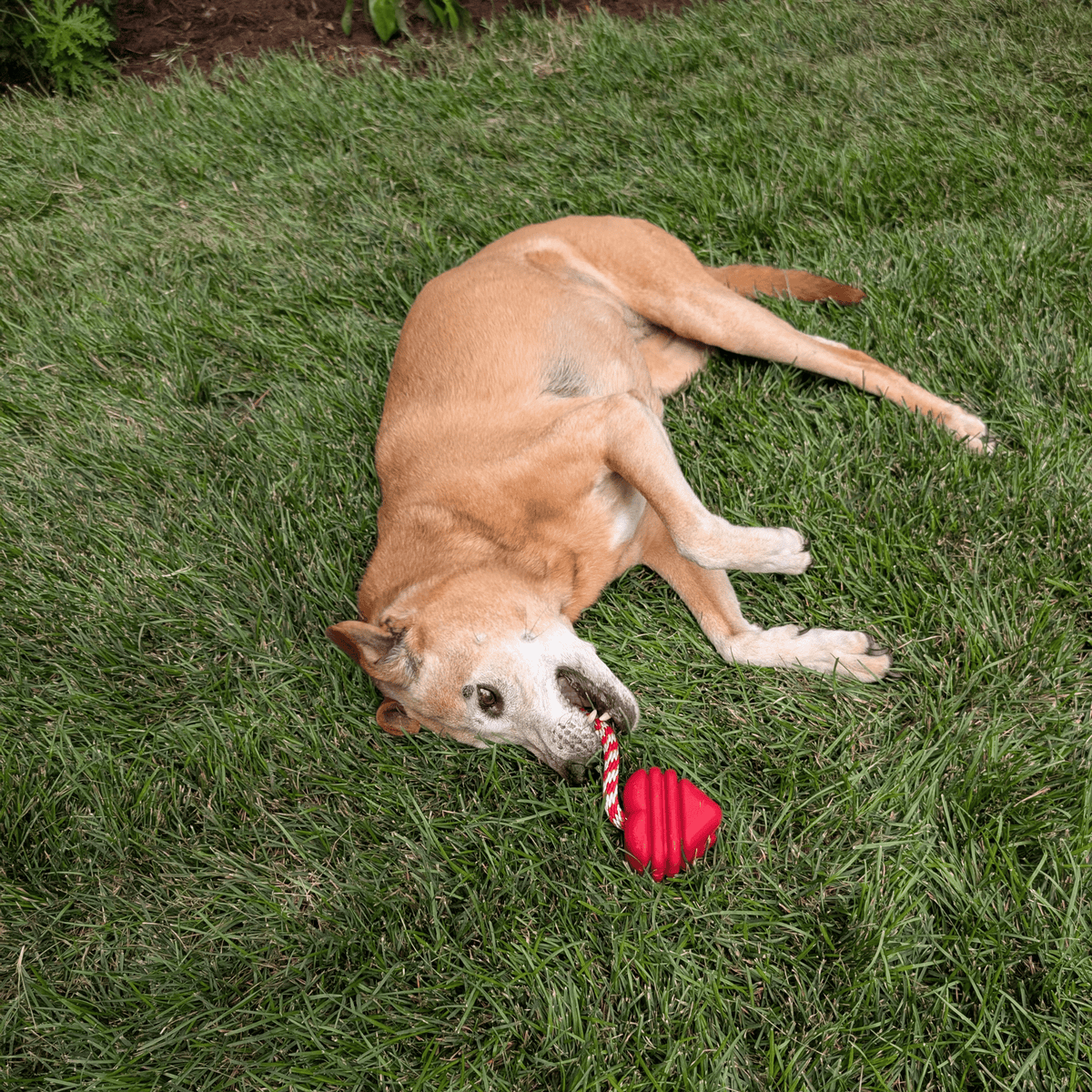 Chew Toys - Farm To Pet - Flyclothing LLC