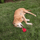 Chew Toys - Farm To Pet - Flyclothing LLC
