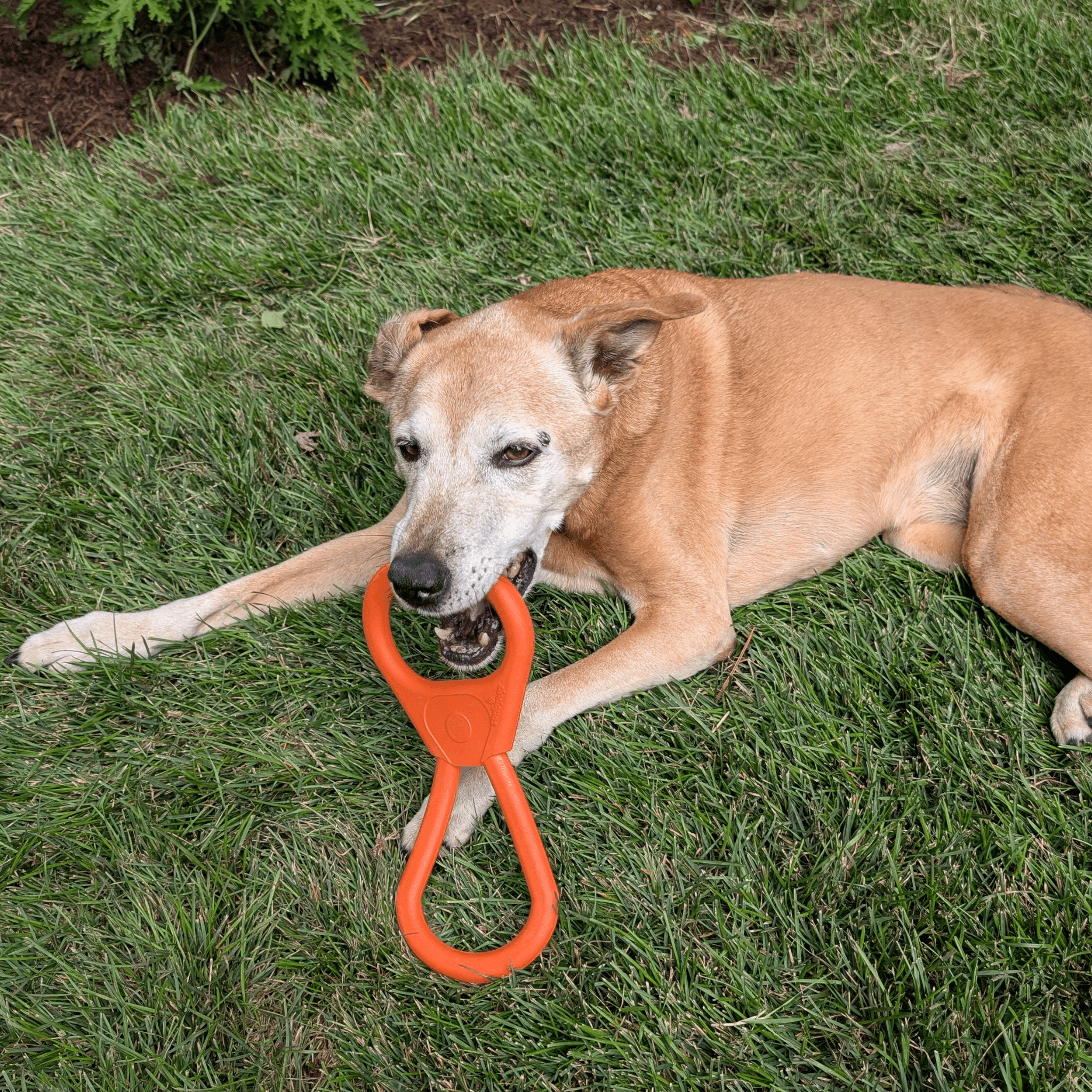 Chew Toys - Farm To Pet - Flyclothing LLC