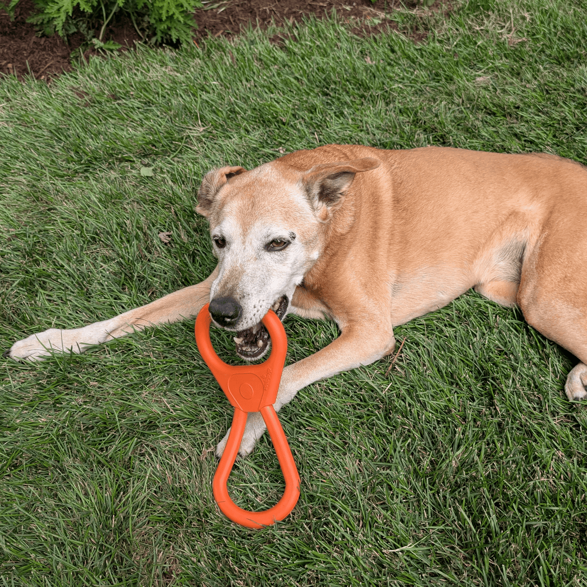 Chew Toys - Farm To Pet - Flyclothing LLC