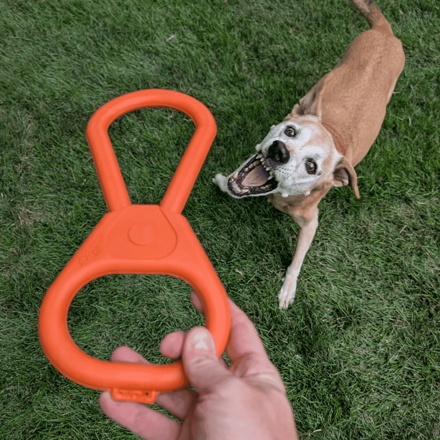 Chew Toys - Farm To Pet - Flyclothing LLC