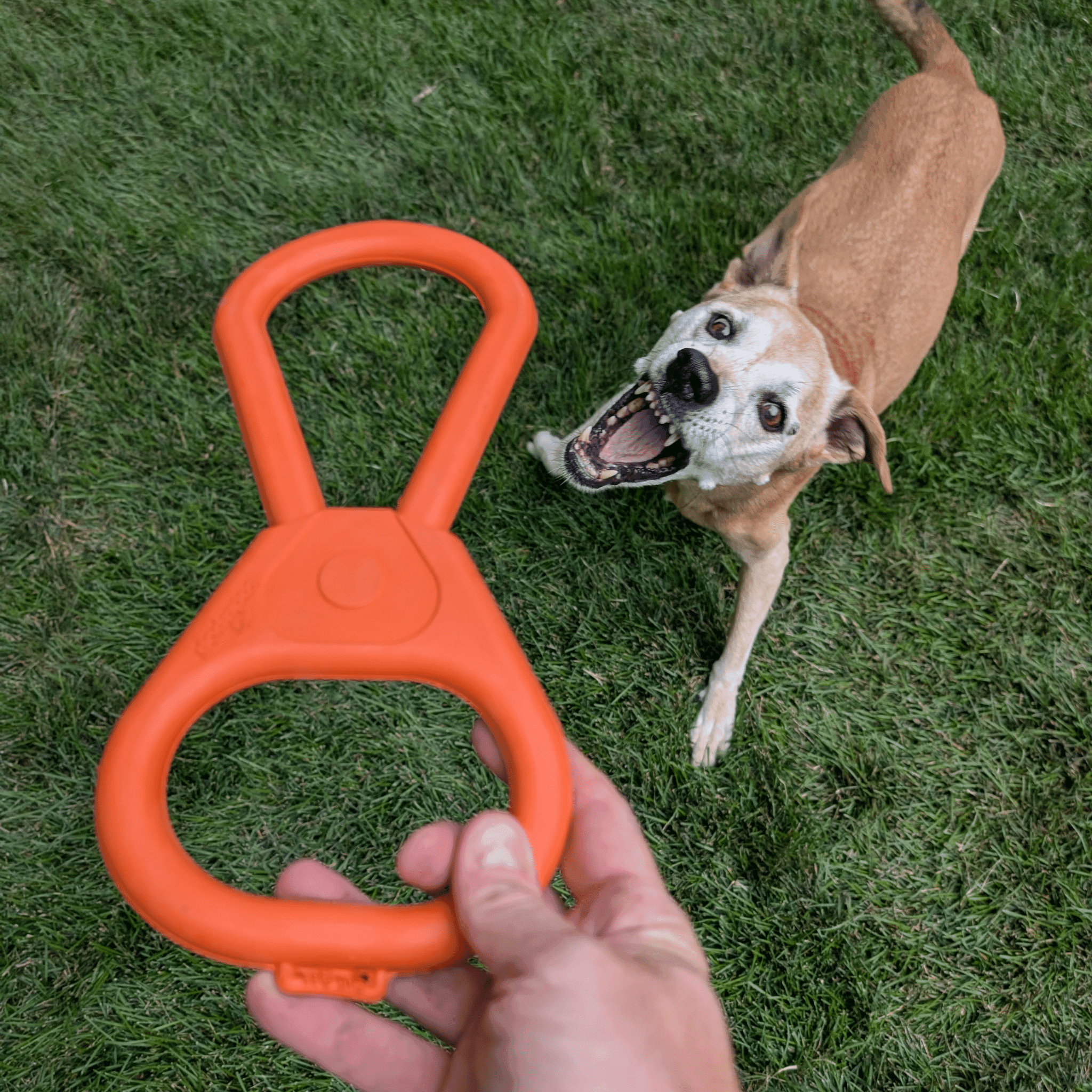 Chew Toys - Farm To Pet - Flyclothing LLC
