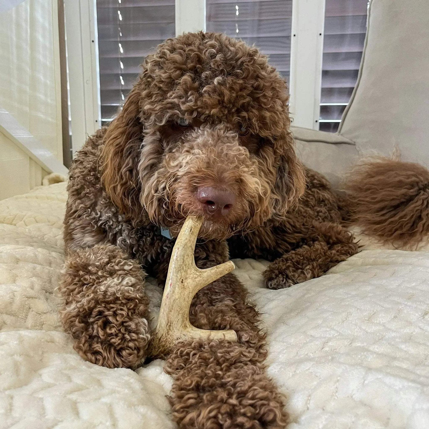 Deer Antler Dog Chews | Organic Chews for Dogs - Farm To Pet - Flyclothing LLC