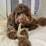 Deer Antler Dog Chews | Organic Chews for Dogs - Farm To Pet - Flyclothing LLC