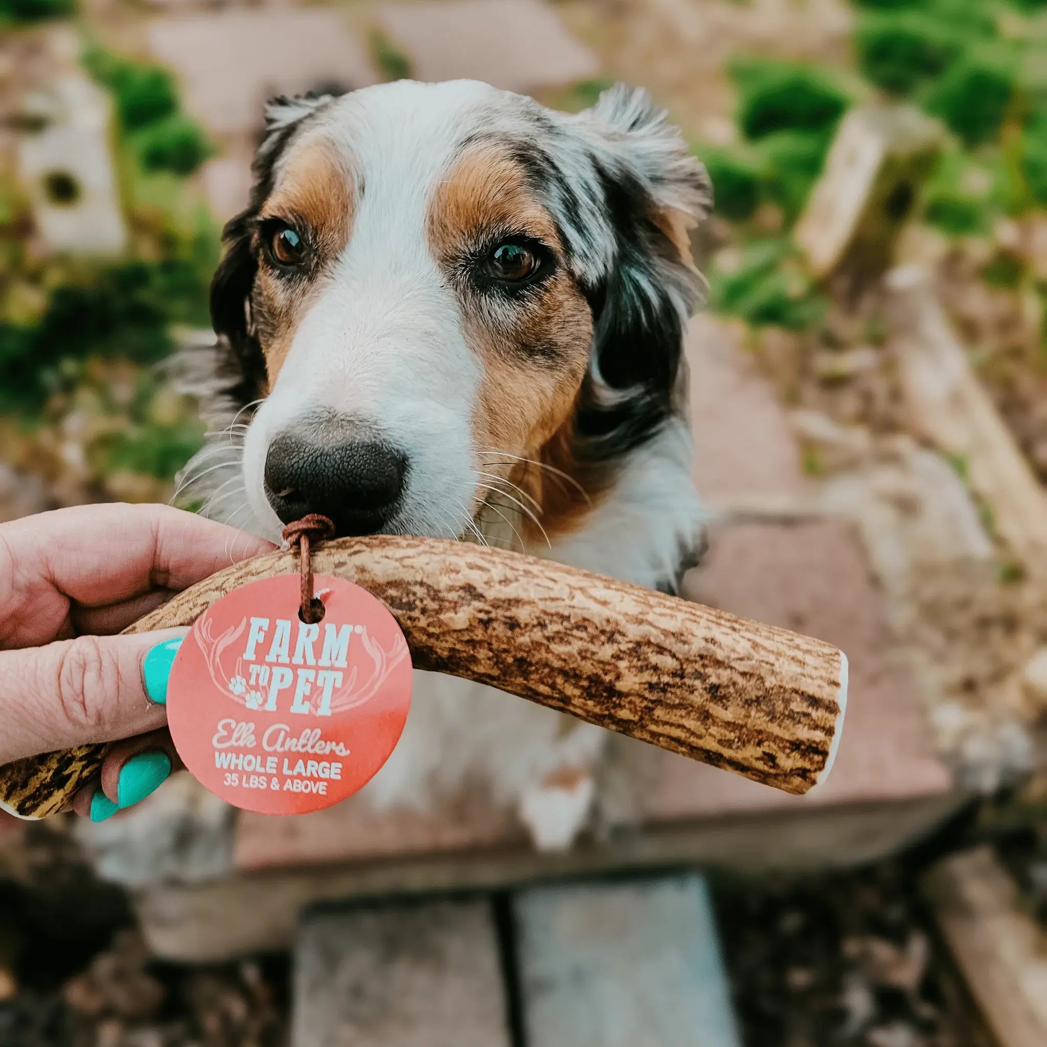 Elk Antler Dog Chews | All-Natural Whole and Split Elk Antler Chews for Dogs - Farm To Pet - Flyclothing LLC