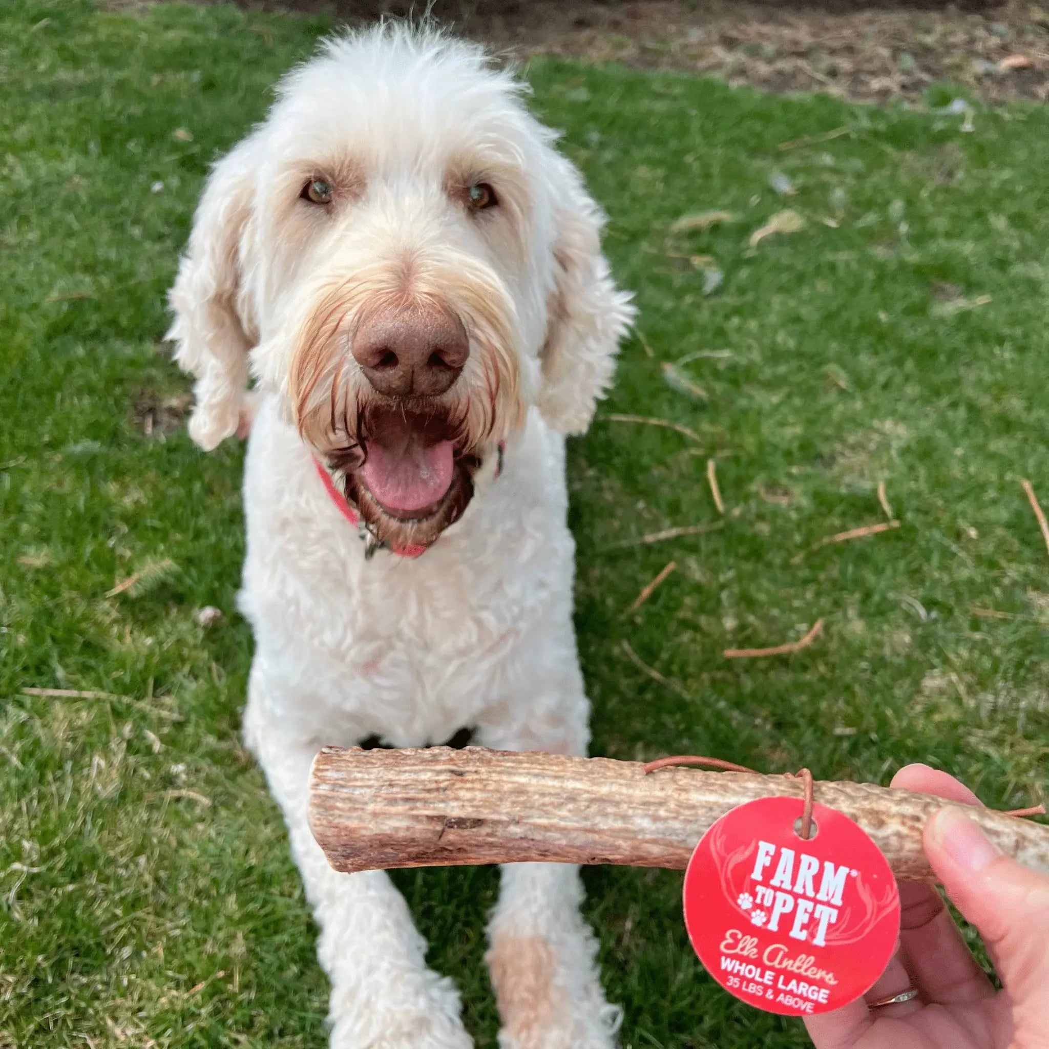 Elk Antler Dog Chews | All-Natural Whole and Split Elk Antler Chews for Dogs - Farm To Pet - Flyclothing LLC