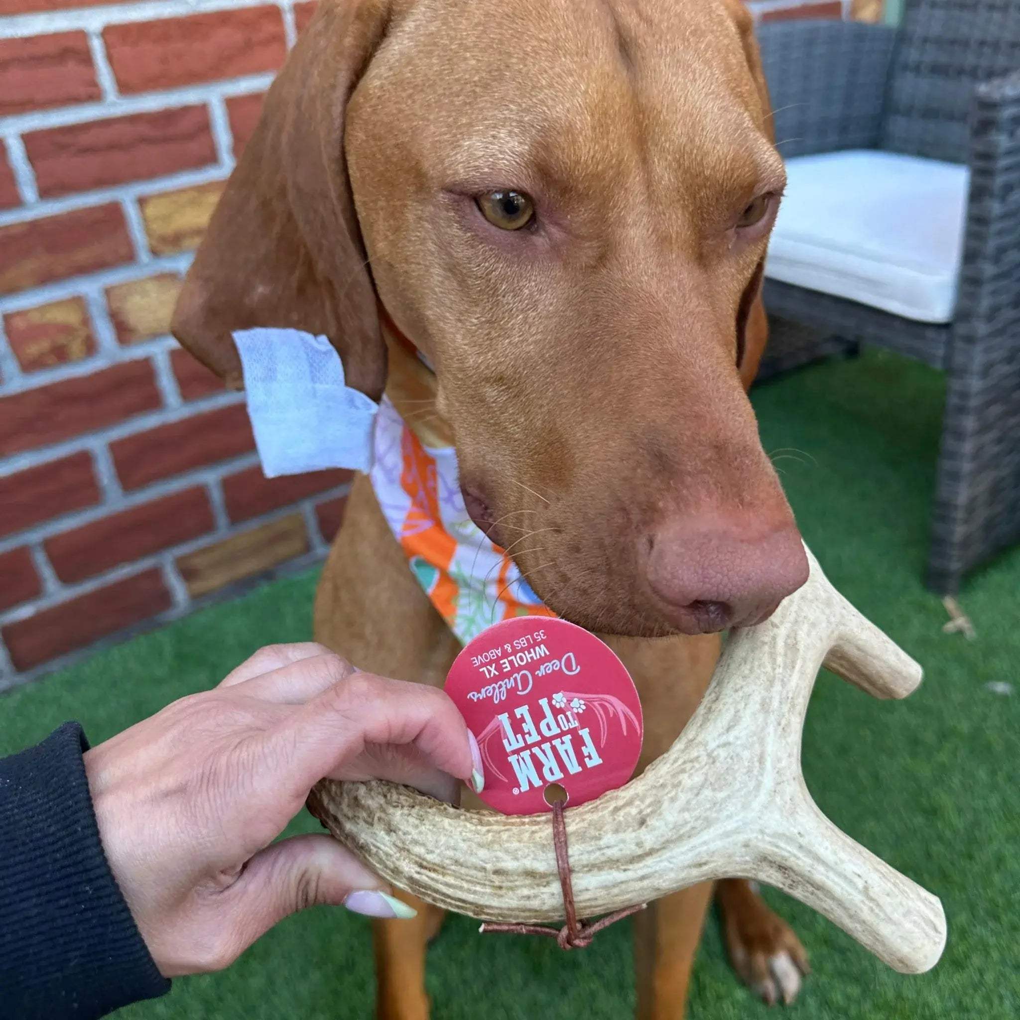 Deer Antler Dog Chews | Organic Chews for Dogs - Farm To Pet - Flyclothing LLC