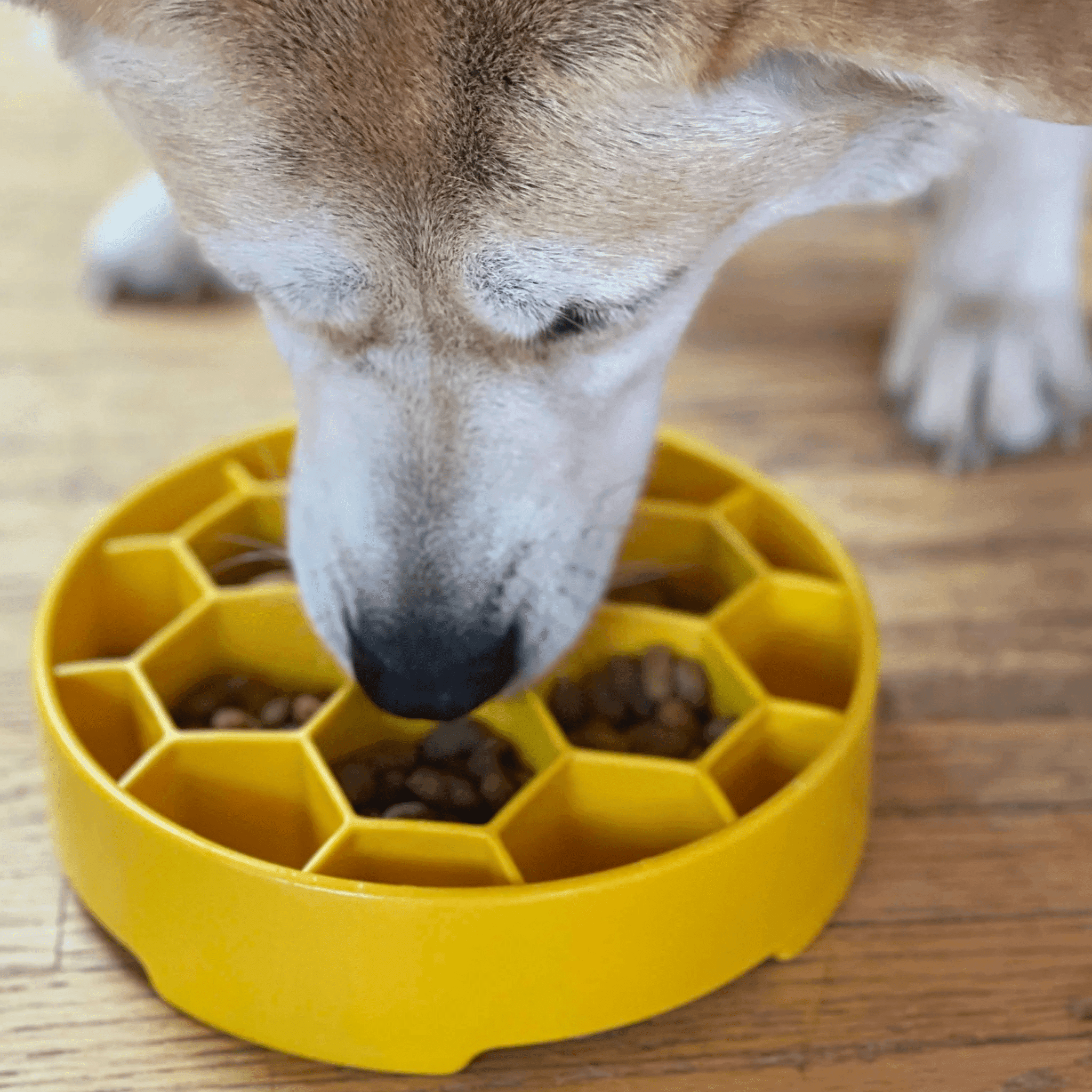 Slow Feeder Dog Bowls - Farm To Pet - Flyclothing LLC