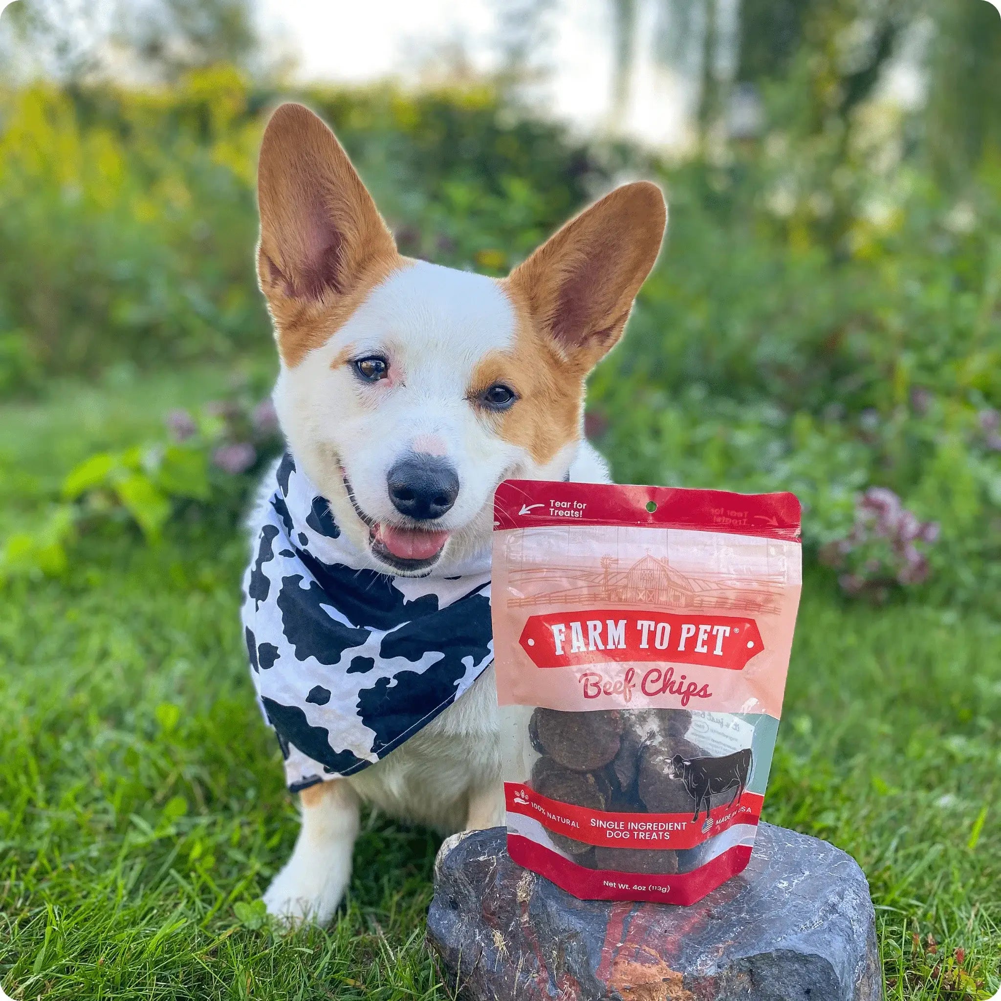 Beef Chips Dog Treats | Single-Ingredient Healthy Treats for Dogs - Farm To Pet - Flyclothing LLC