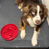 Slow Feeder Dog Bowls - Farm To Pet - Flyclothing LLC