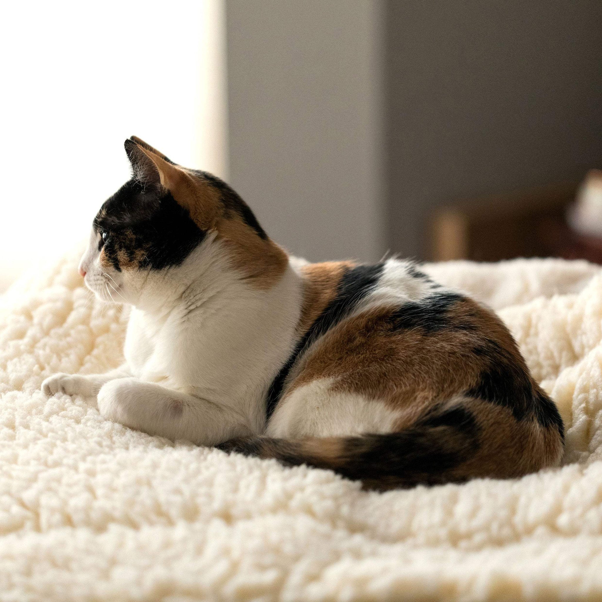 HuggleFleece® Mat Cat & Dog Bed - HuggleHounds - Flyclothing LLC