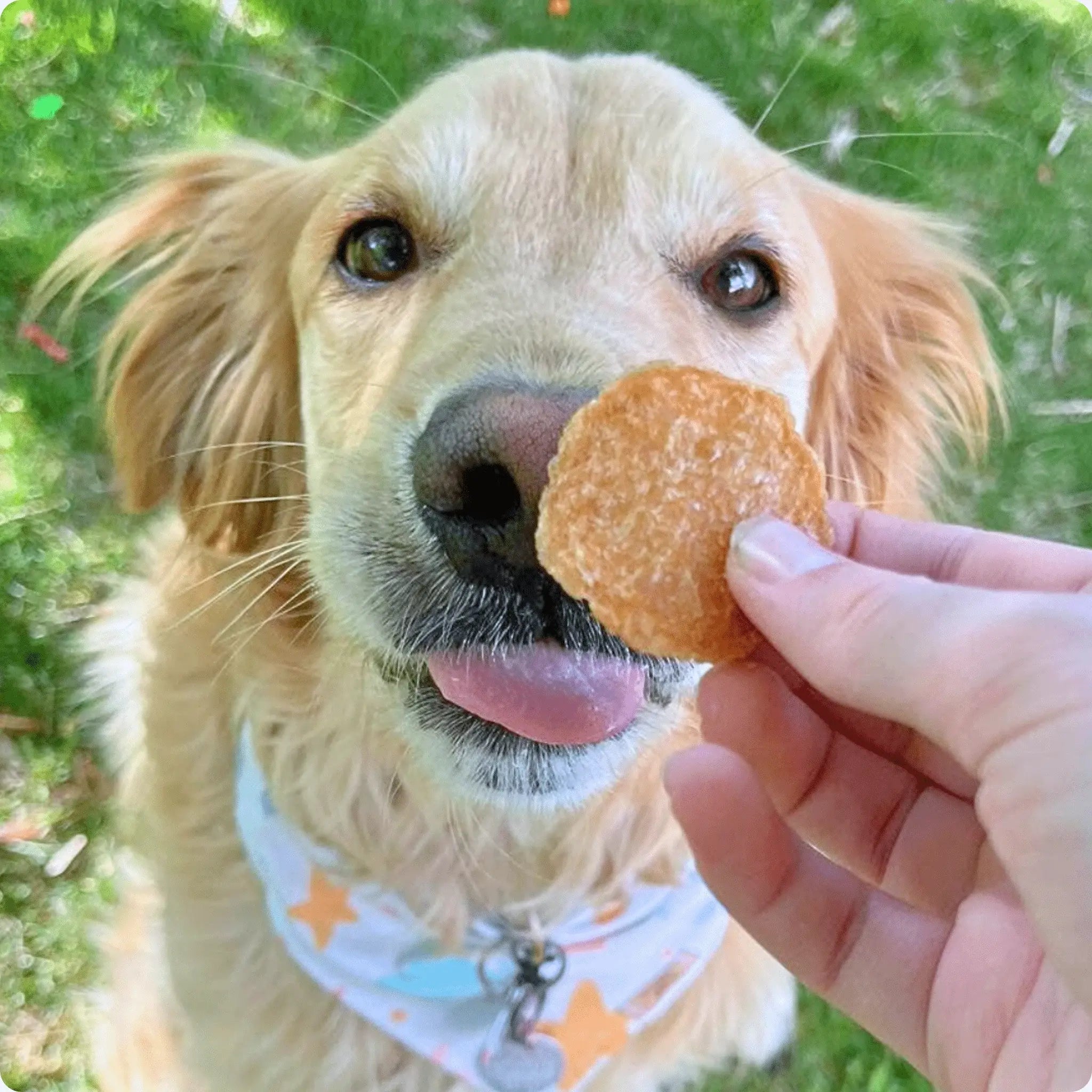 Chicken Chips for Dogs | All-Natural Single-Ingredient Dog Treats - Farm To Pet - Flyclothing LLC