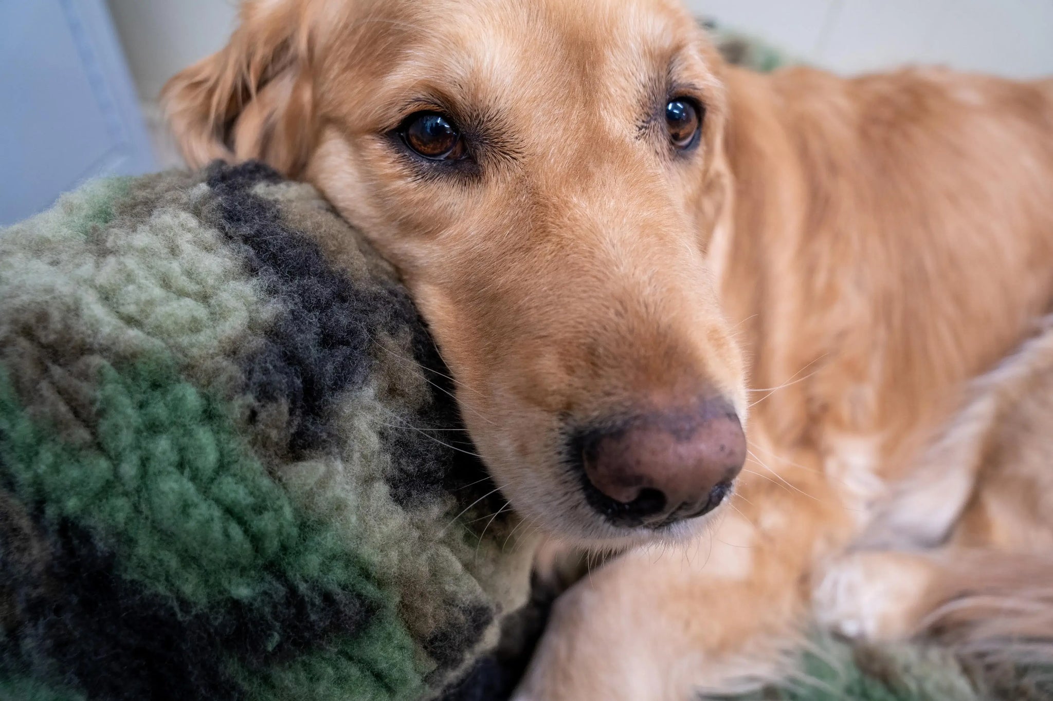 HuggleCause™, Warrior Canine Connection, Camouflage HuggleFleece® Plush Ball Dog Toy - HuggleHounds - Flyclothing LLC