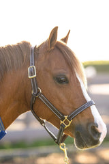 Huntley Equestrian Fancy Stitched Adjustable Premium Leather Pony Halter with Brass Hardware - Huntley Equestrian - Flyclothing LLC
