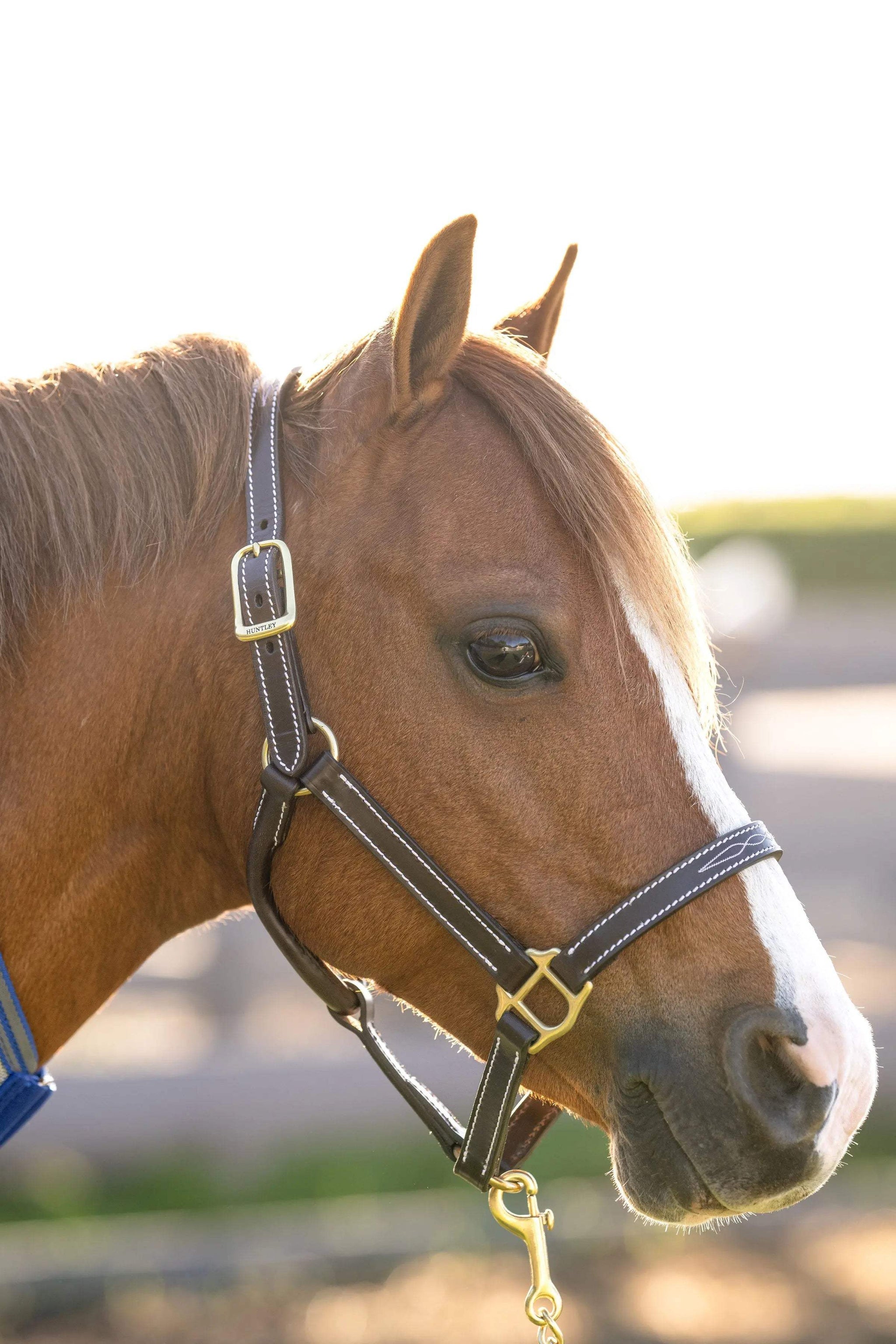 Huntley Equestrian Fancy Stitched Adjustable Premium Leather Pony Halter with Brass Hardware - Huntley Equestrian - Flyclothing LLC